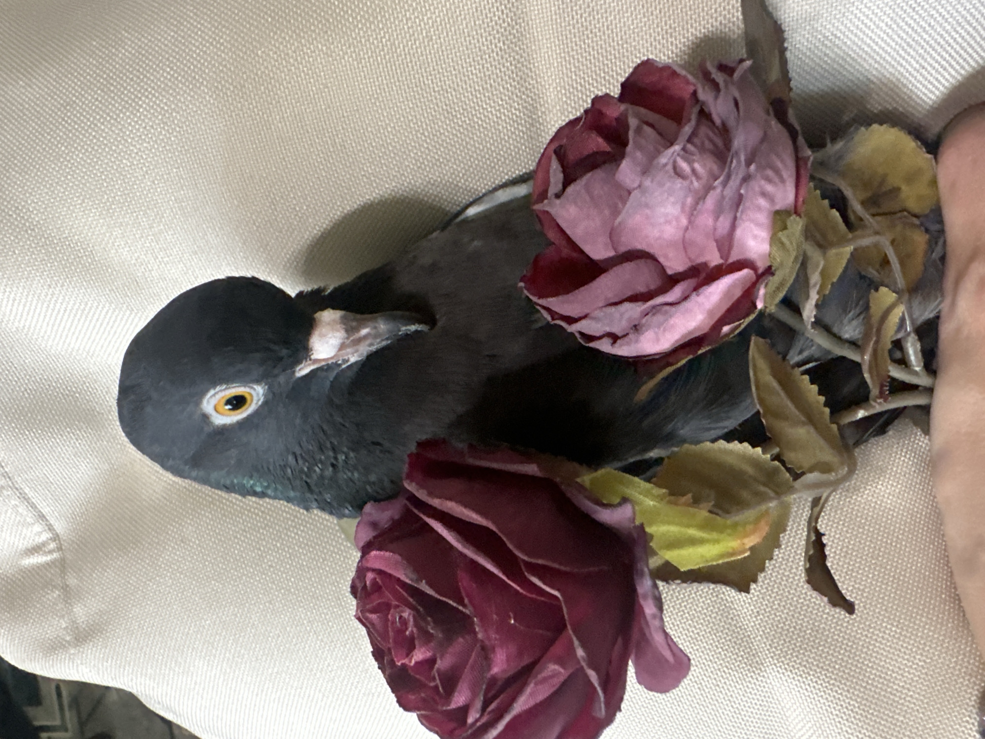 Sphynx cat and pigeon styled in elaborate pet portraits, Togliatti