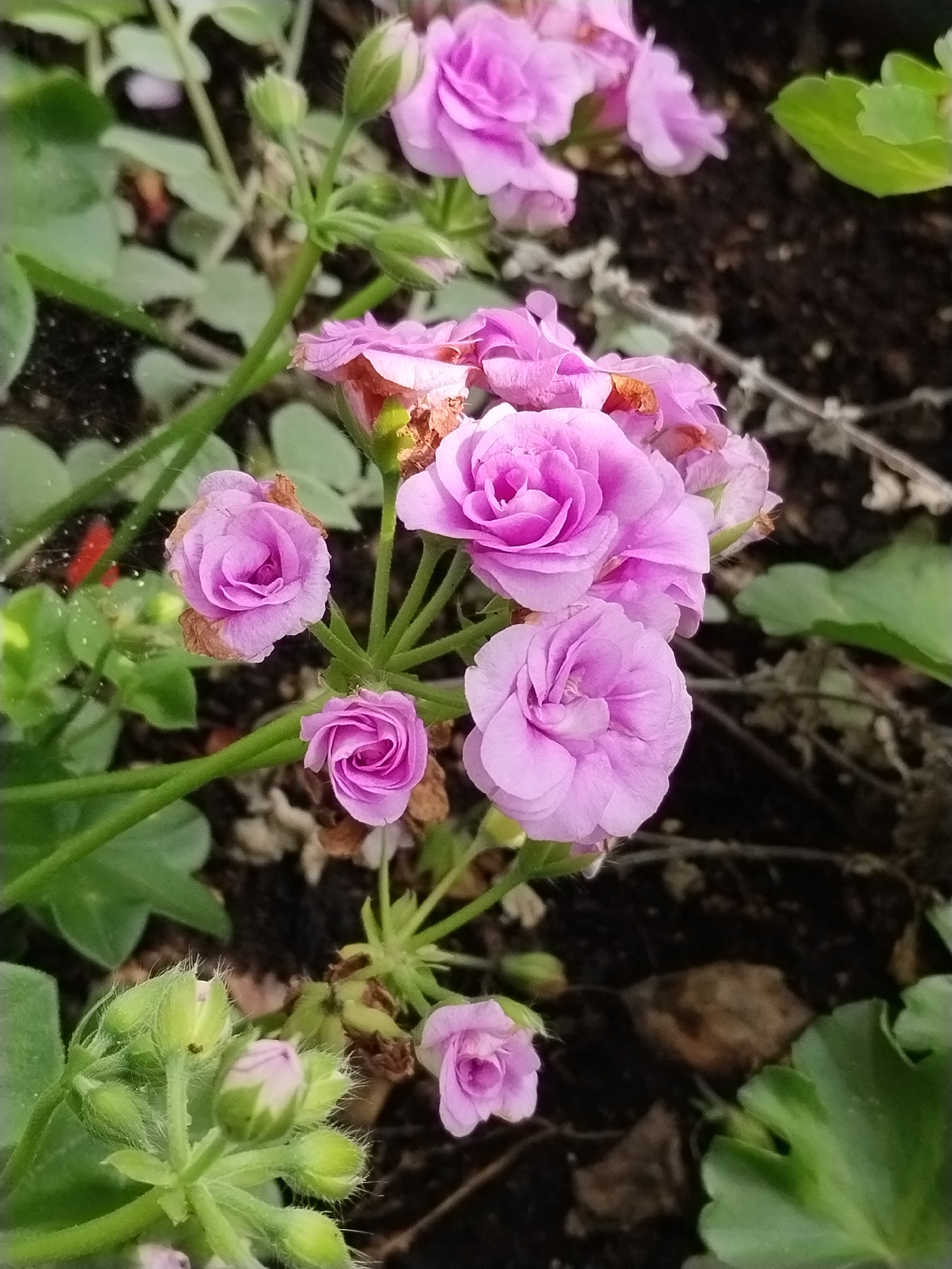 Close-up garden flowers photographed in rural Belarus
