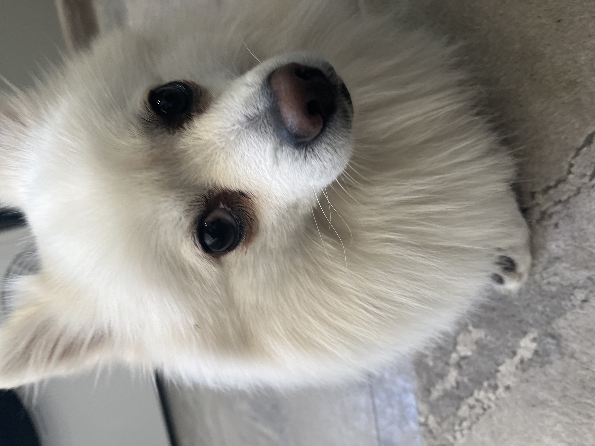 White dog photographed resting in Pernik, Bulgaria
