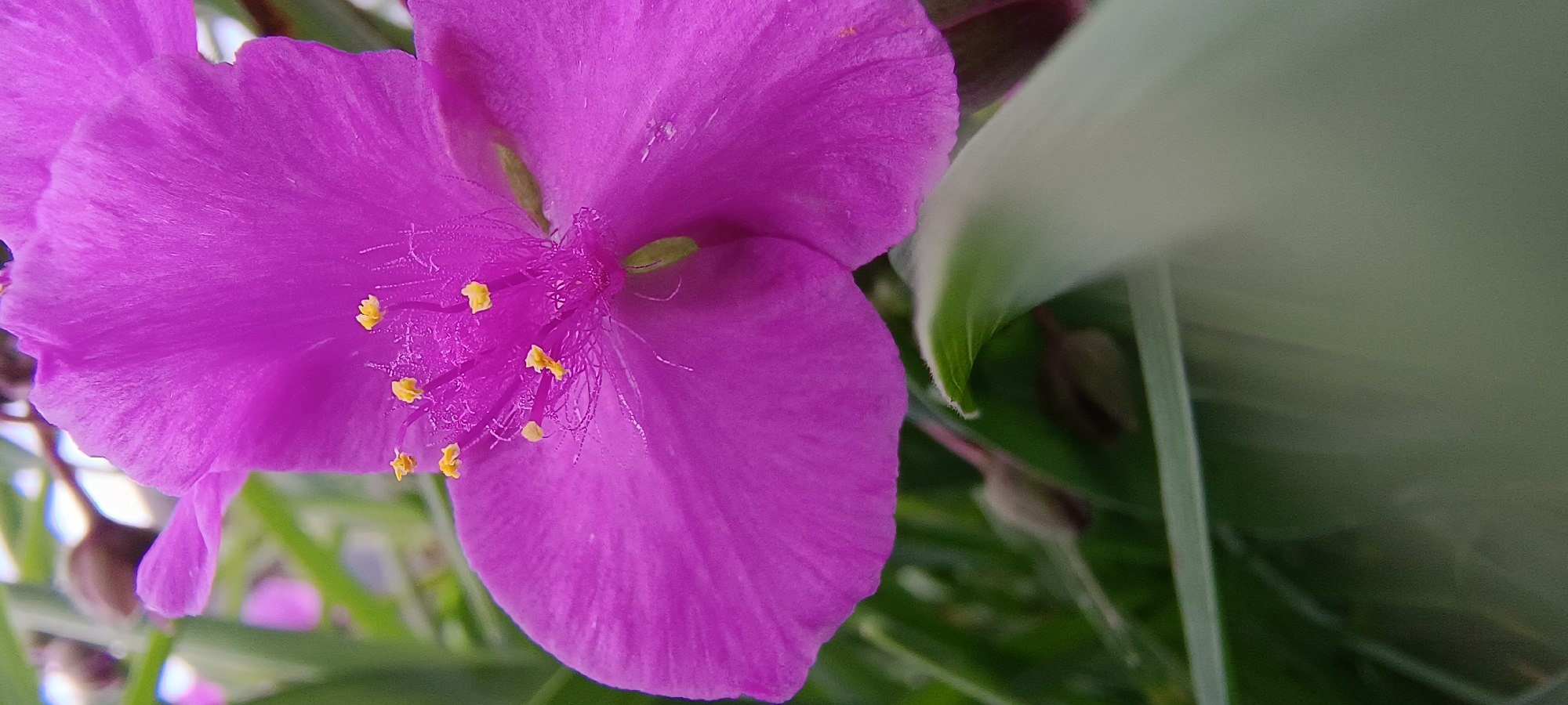 Morning garden walk with macro florals and cat encounters