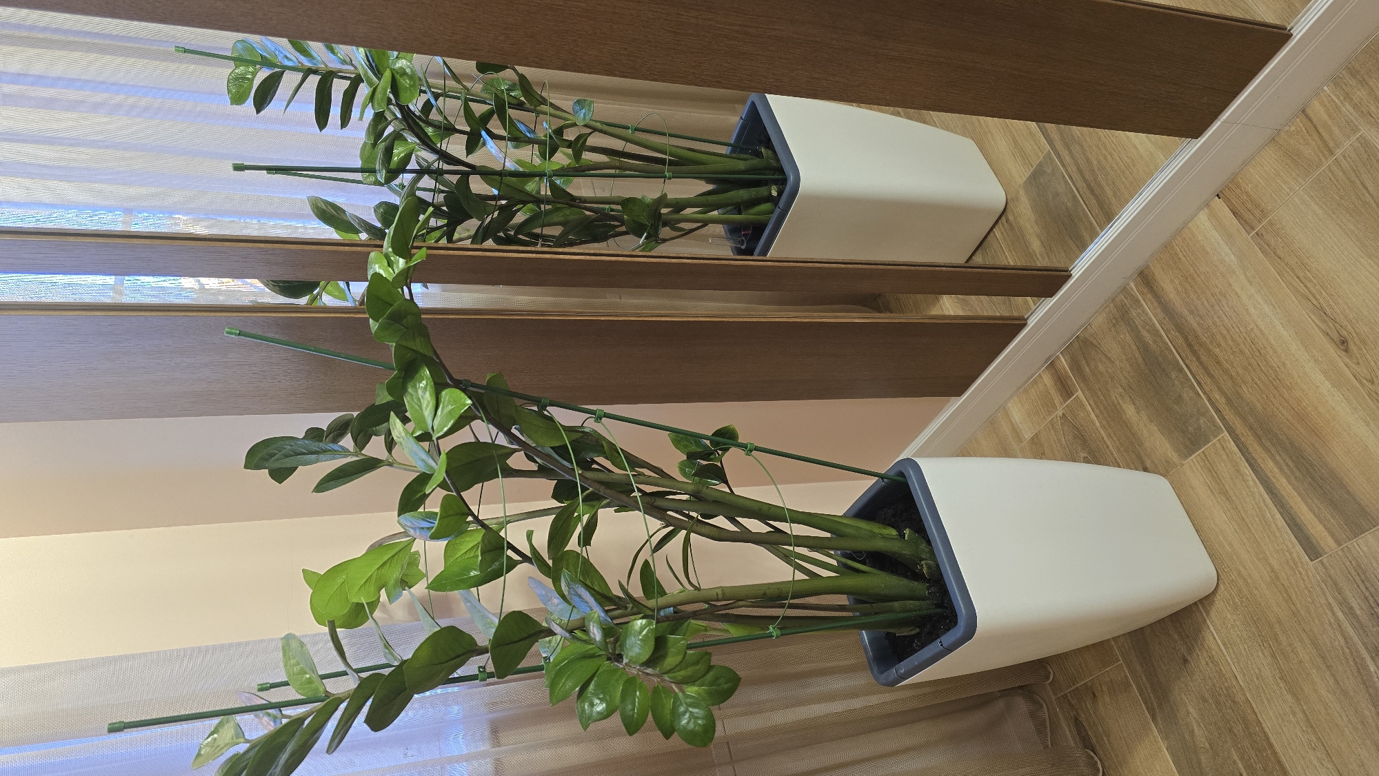 Kaliningrad residents document indoor plants, neighborhood street scenes