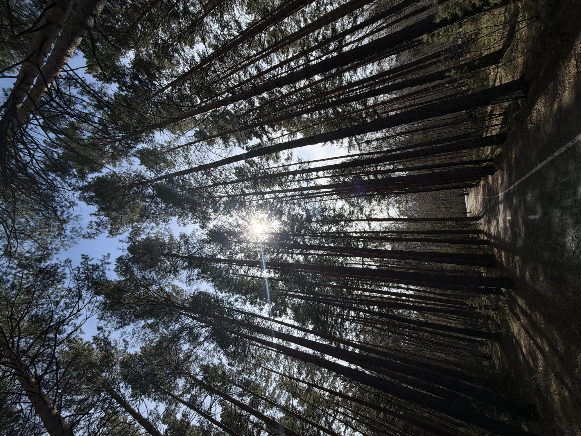 Morning forest walk documented in Krasnoyarsk pine woods