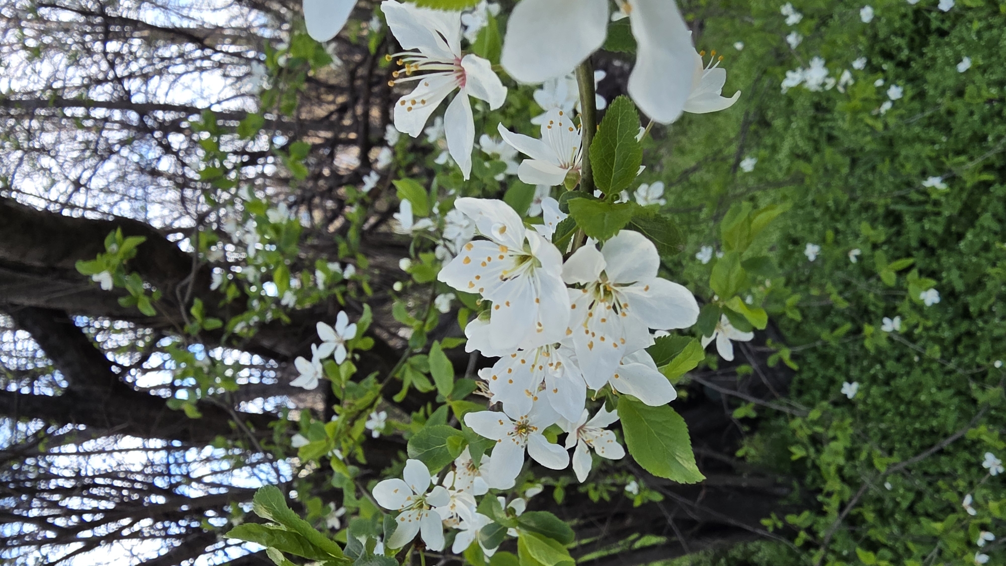 Spring afternoon glimpses of daily life across Sofia