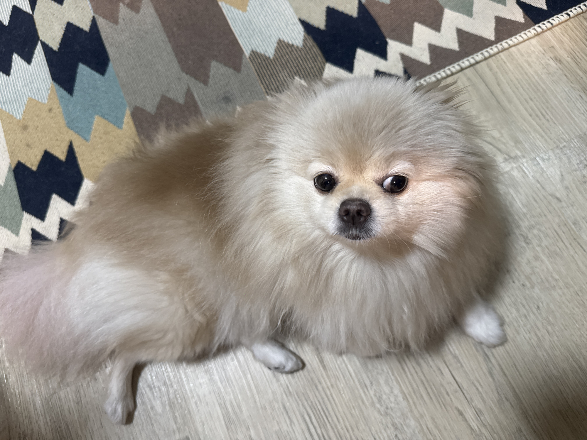 Pomeranian dog chilling at home in Krasnoyarsk