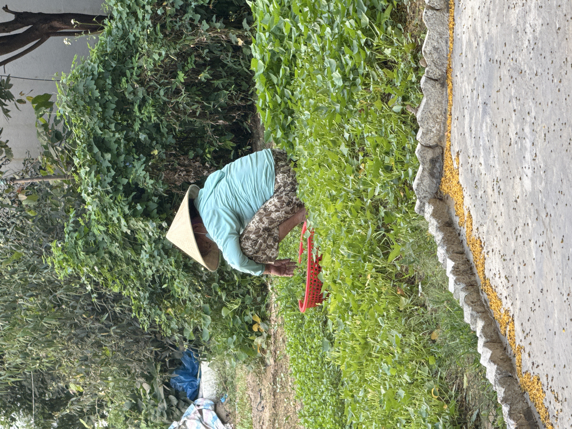Woman harvests crops in field near Đà Nẵng, Vietnam