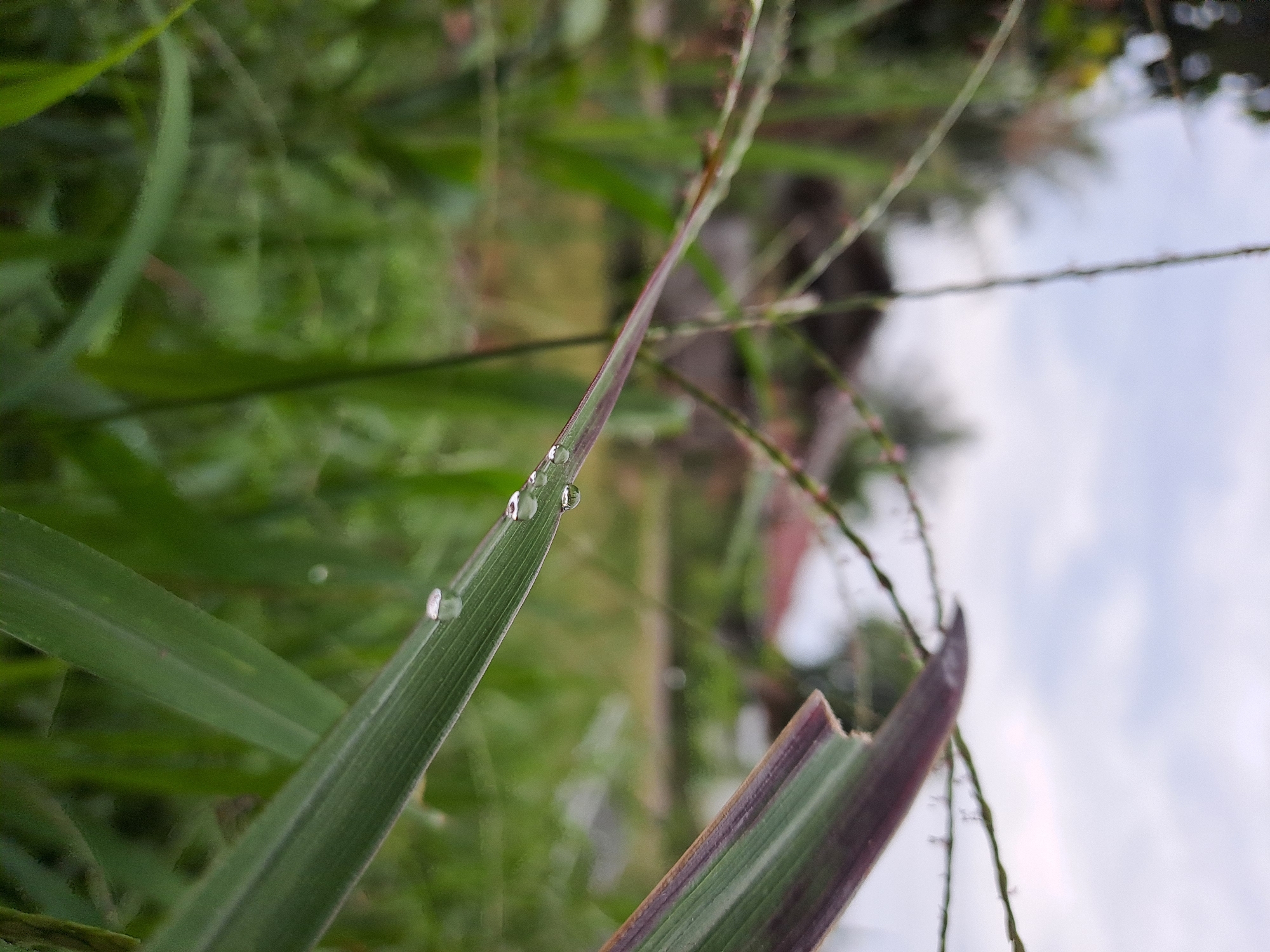Morning garden life in Lhokaweawe — flowers, butterflies, and cats