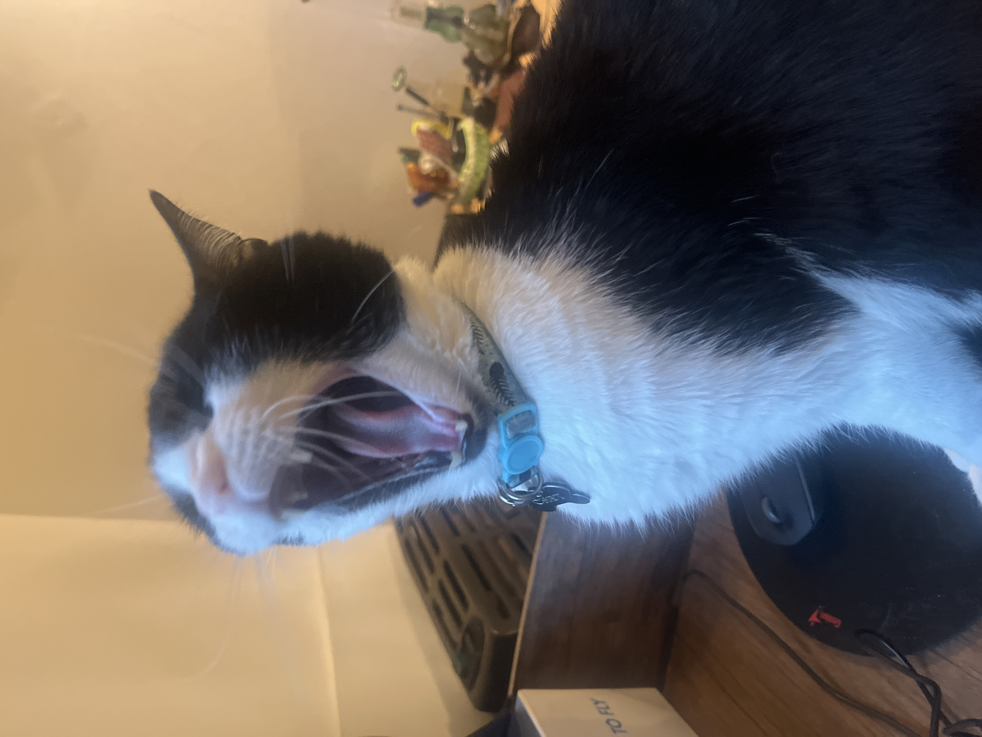 Cat yawns near computer equipment in Ushuaia workspace