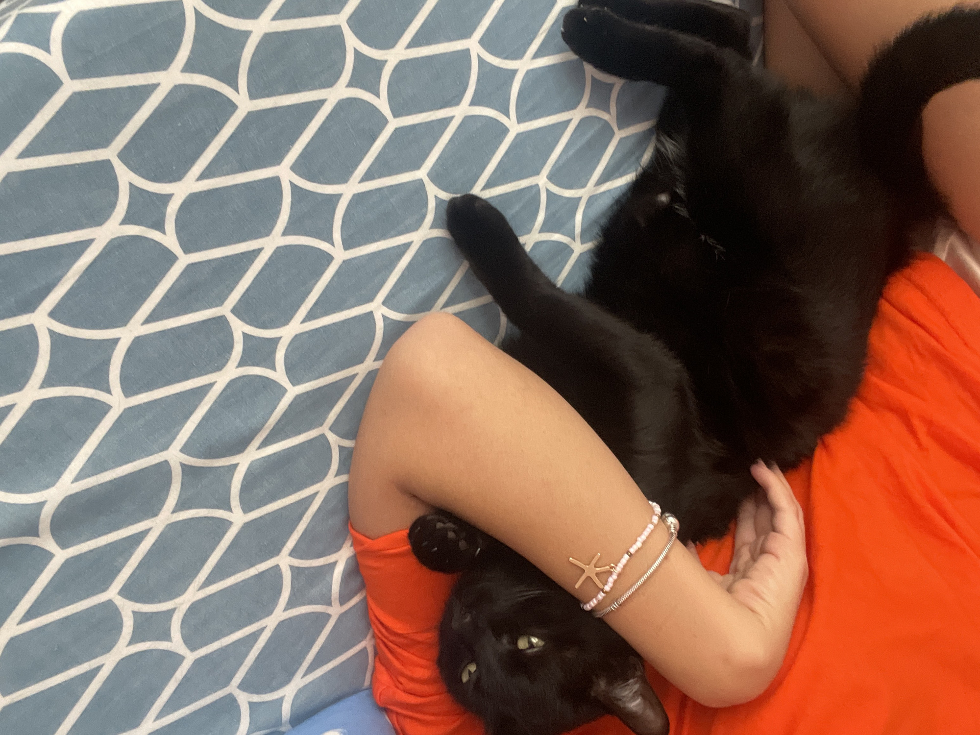 Black cat spotted in multiple indoor locations in Paiporta