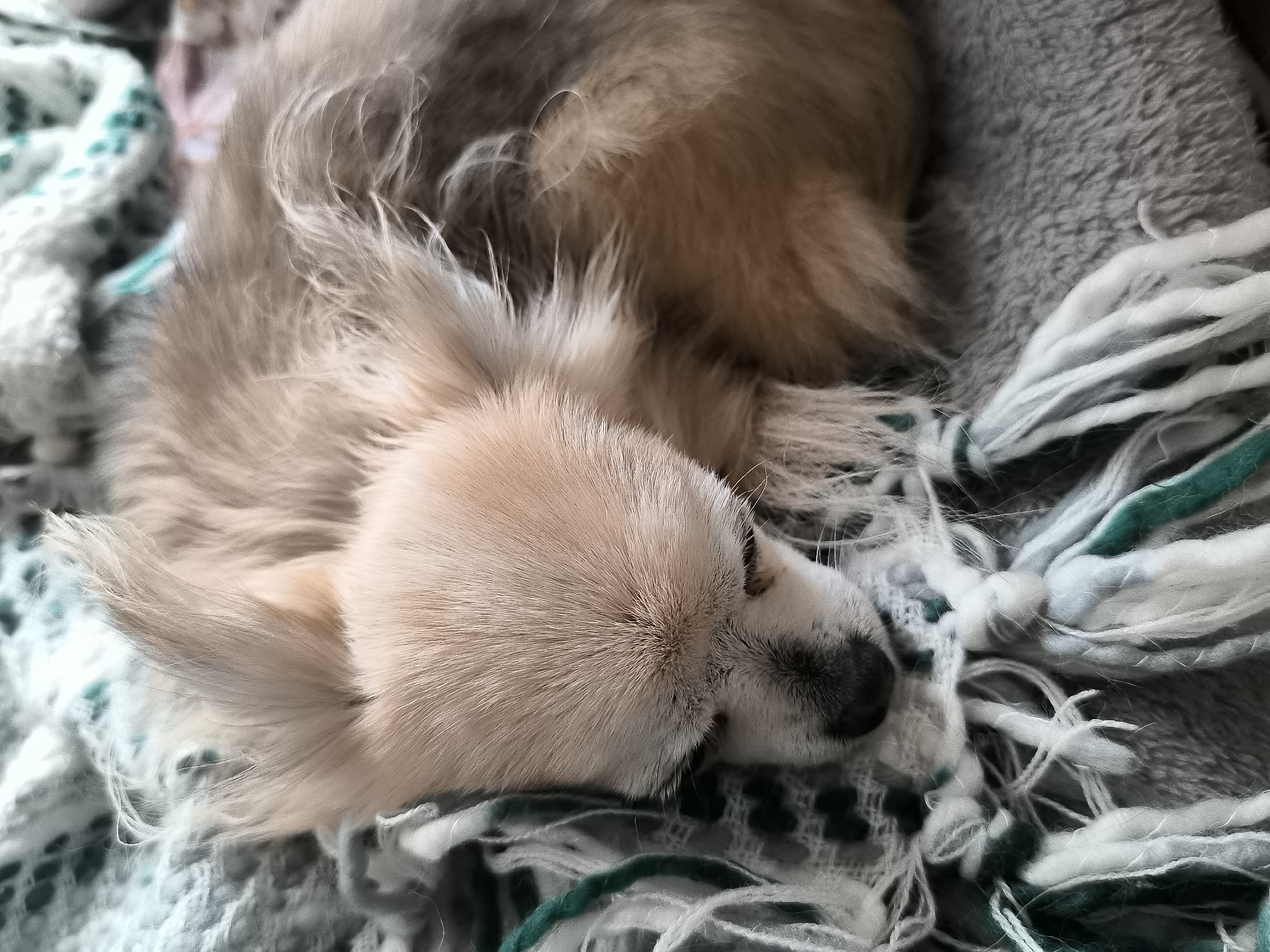 Small Chihuahua captured sleeping peacefully on blankets in Lithuania