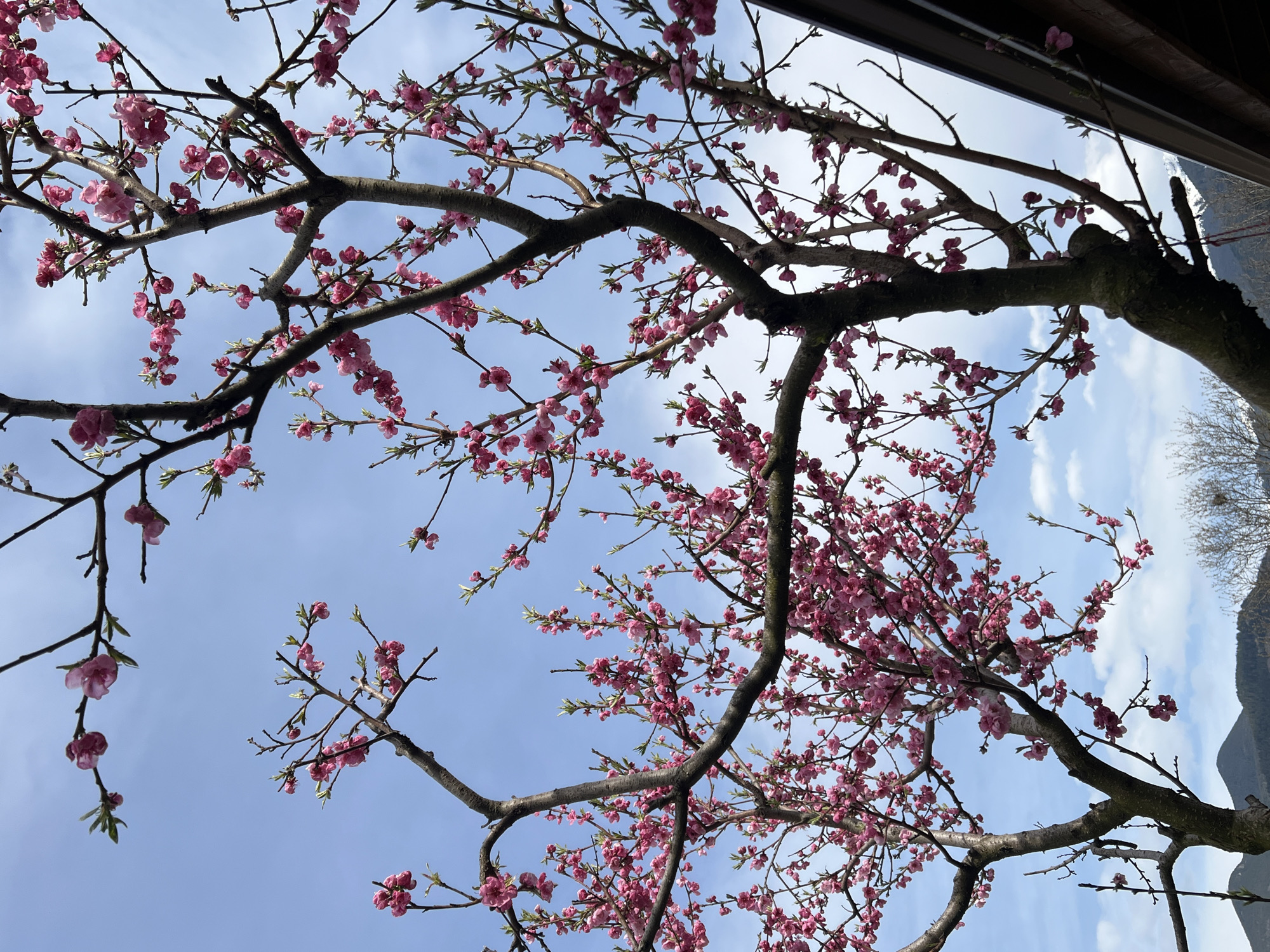 Spring blossoms observed in Samoranovo, Bulgaria