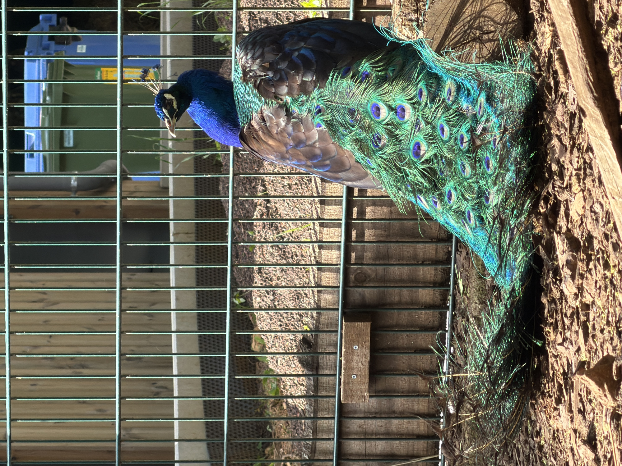 Peacocks, Guinea Fowl Spotted at Luxembourg Municipal Park