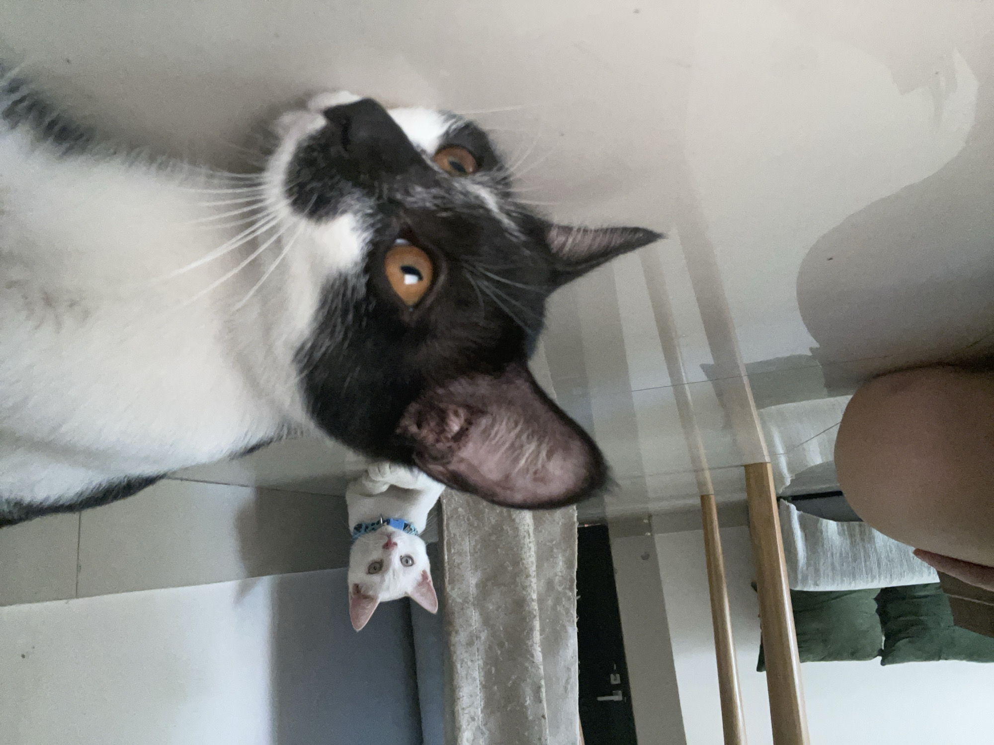 Cats play and rest in Denpasar home morning