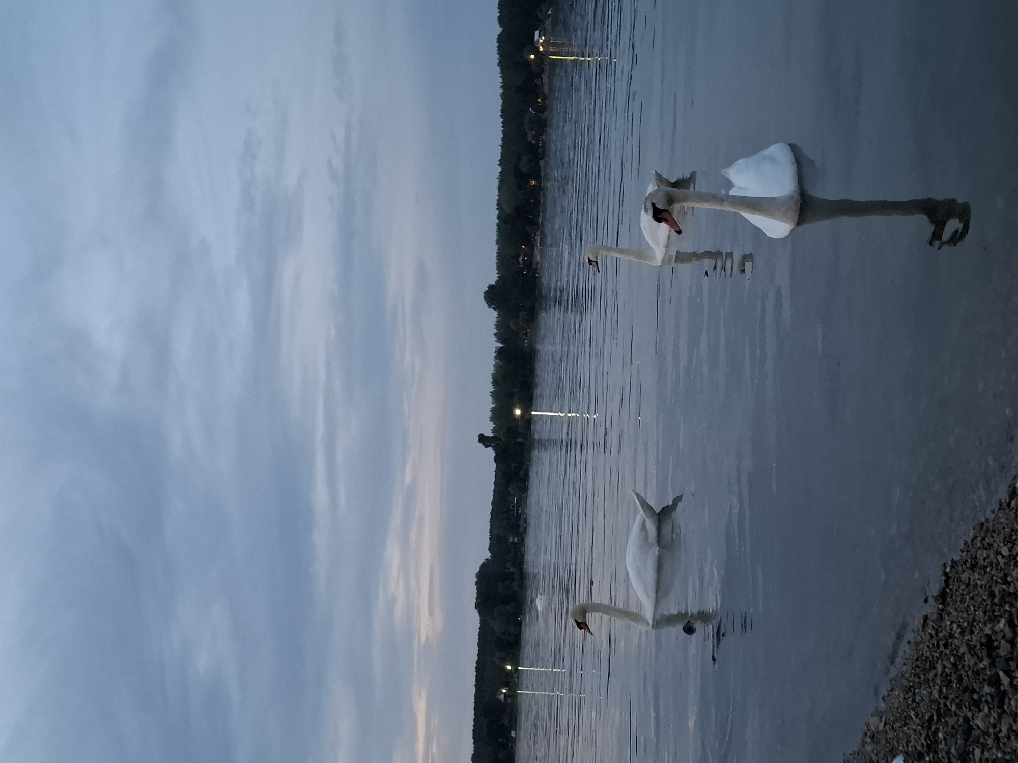Swans glide through Danube twilight in Zemun, Serbia