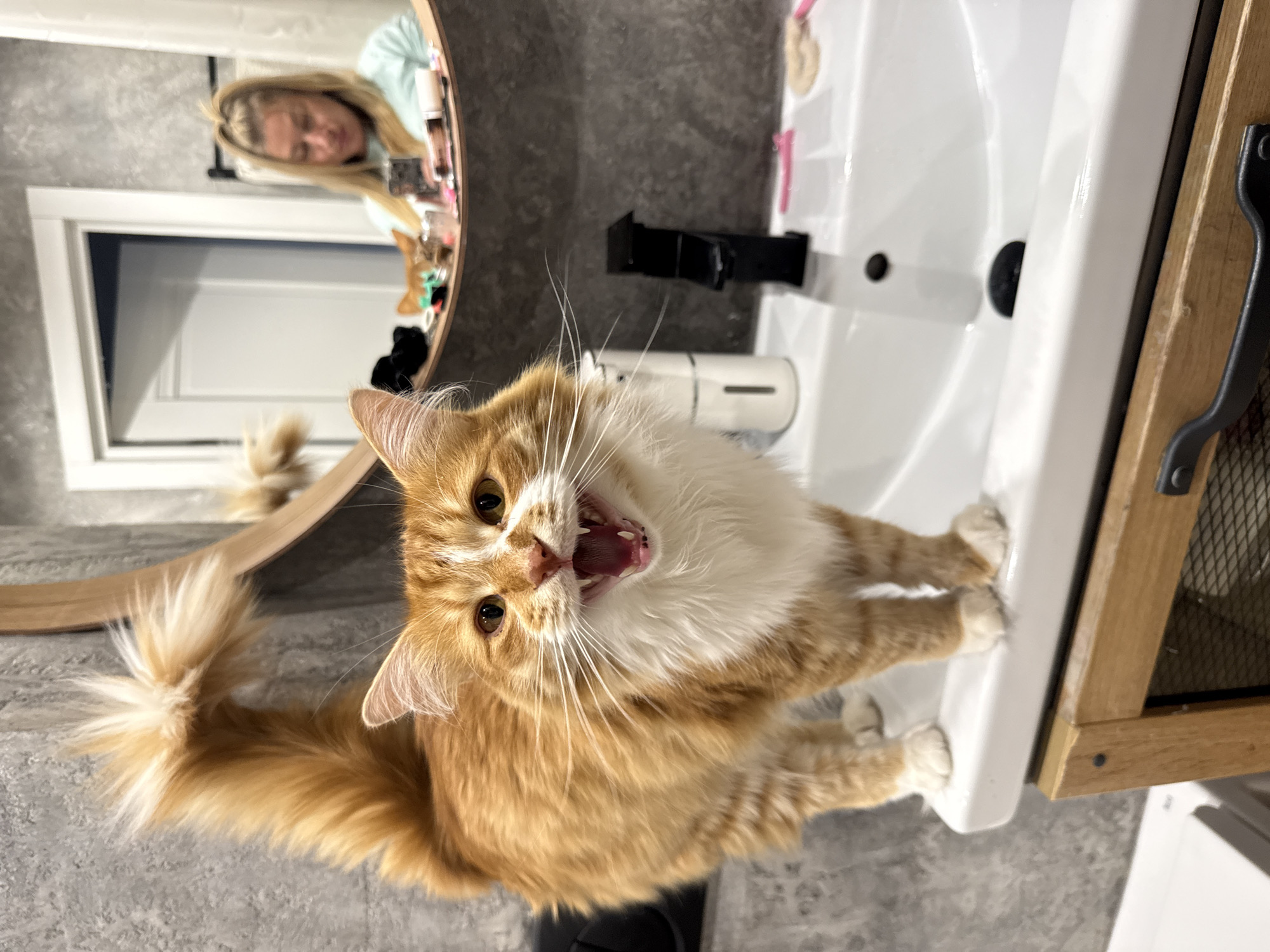 Cat on sink, cherry pastry in hand — quiet afternoon in Novgorod