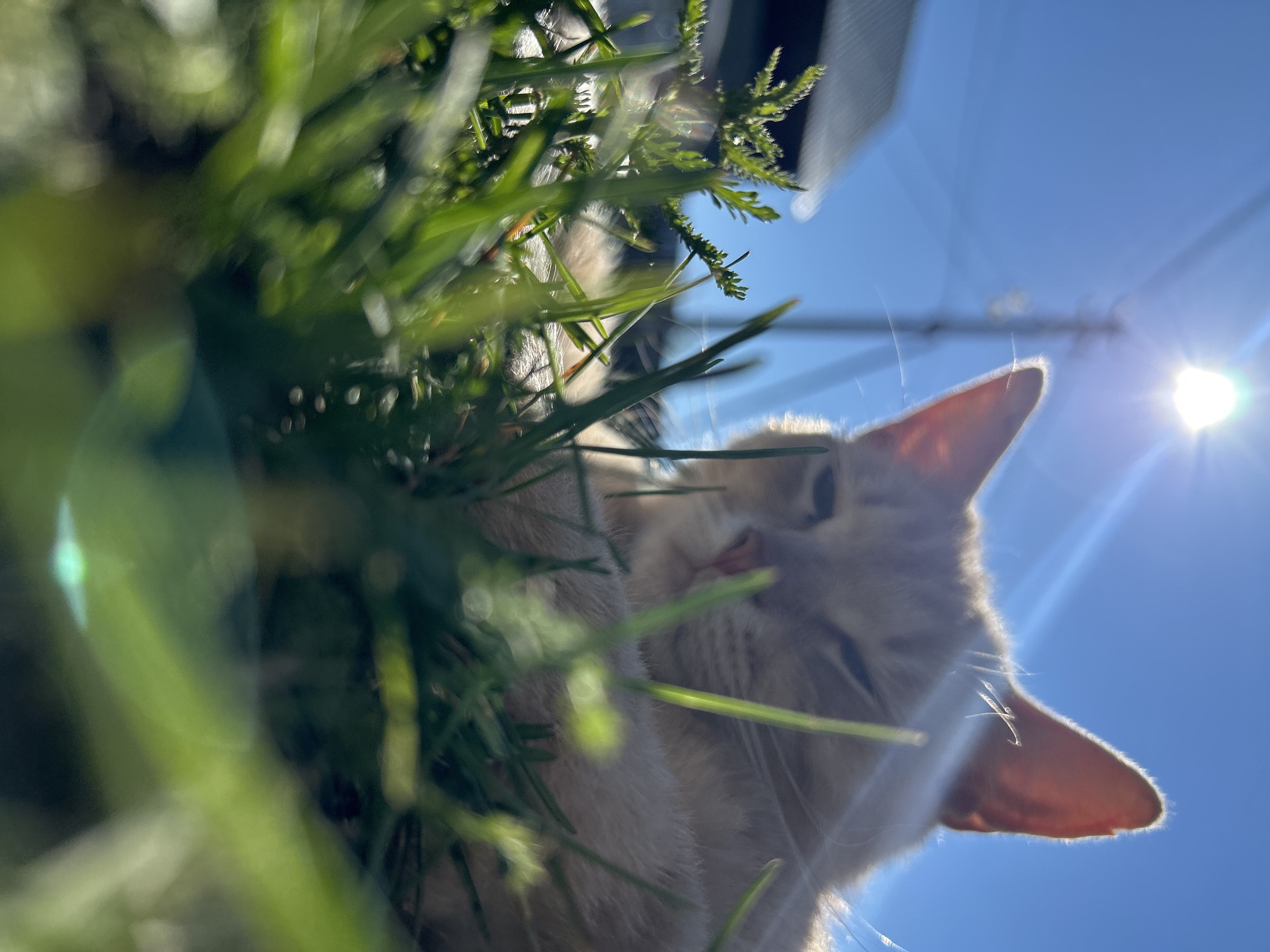 Cat lounging in sunny grass, Shebunino