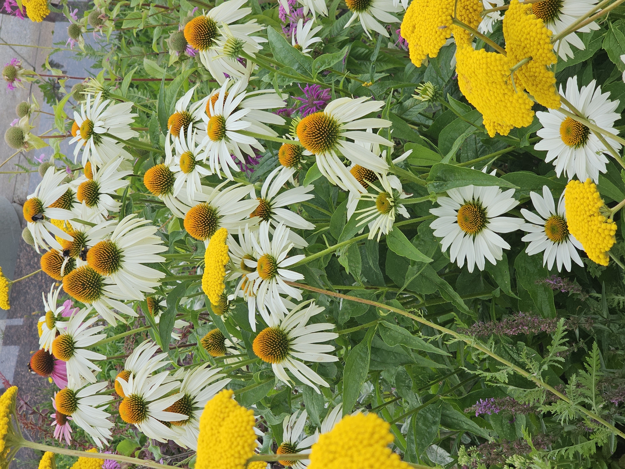 Bumblebees work summer blooms in front of a civic landmark