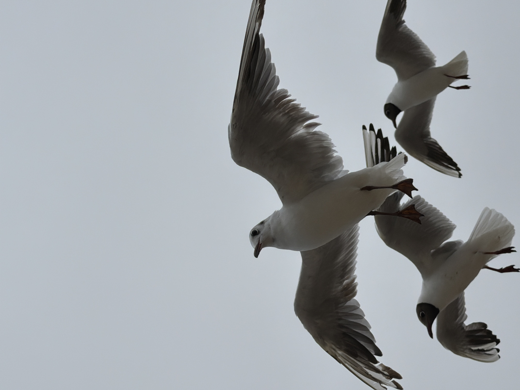 Seagulls over a choppy Baltic coast on an overcast day