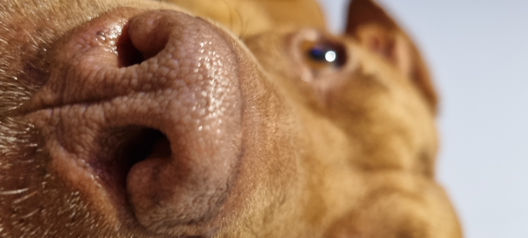 Afternoon with a brown pit bull at home in Sofia