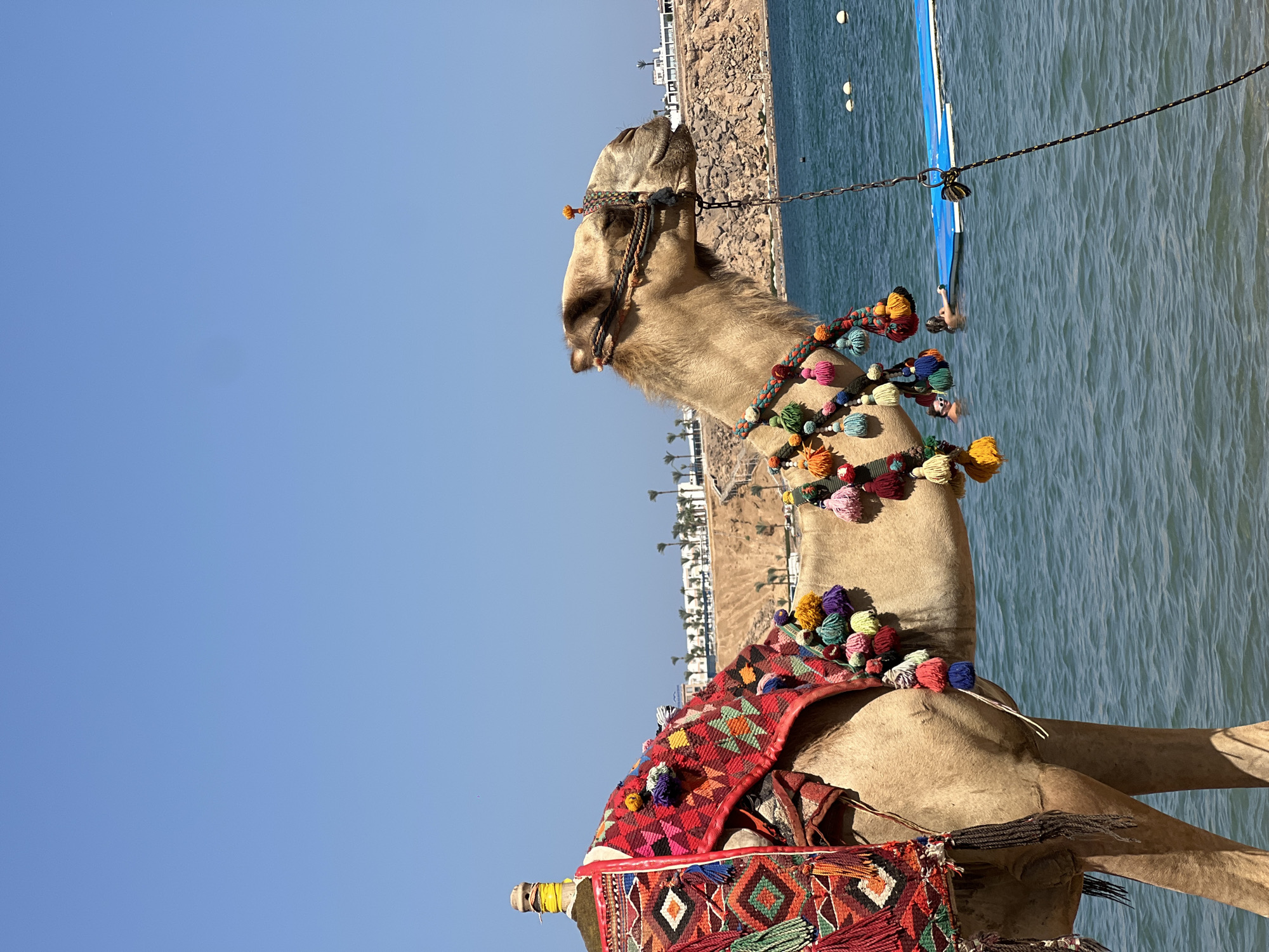 Decorated camel at the Red Sea shore, Sharm El Sheikh