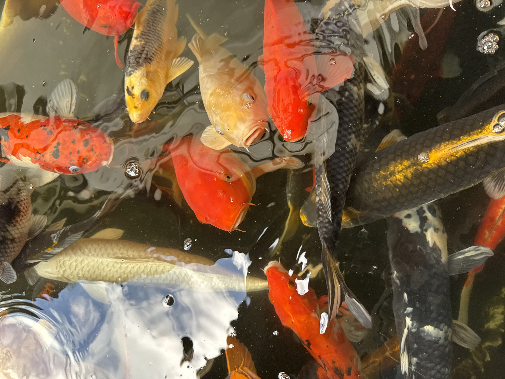 Colorful koi fish photographed in Indonesian pond