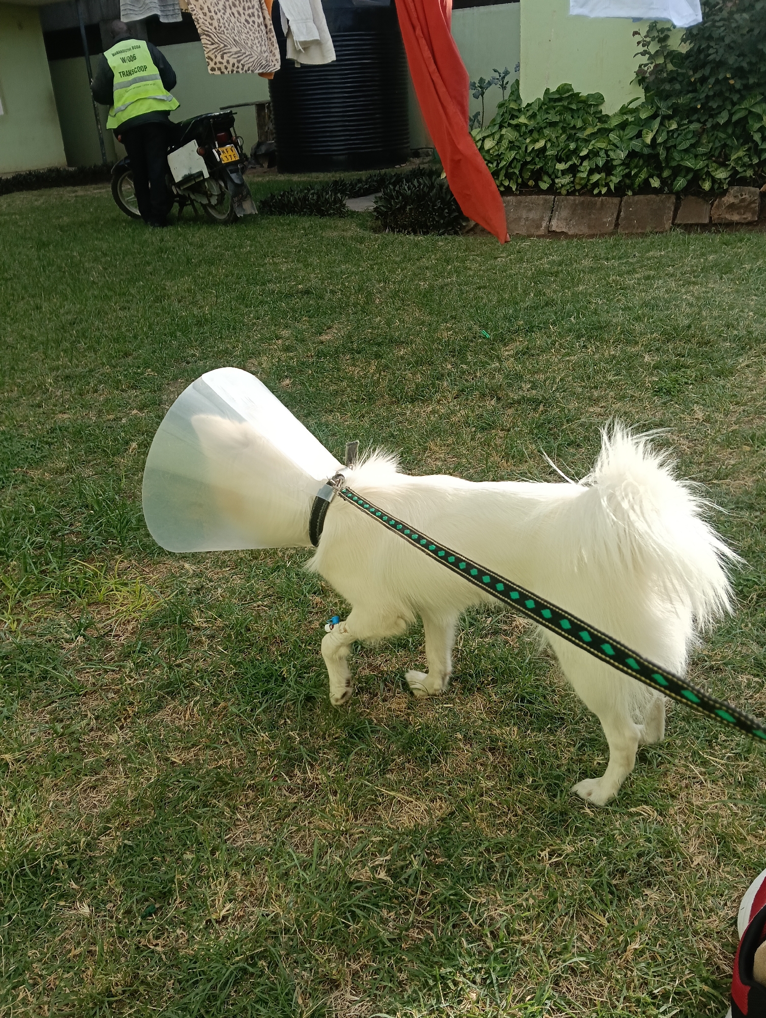 Pets spotted resting in Nairobi neighborhood Wednesday afternoon