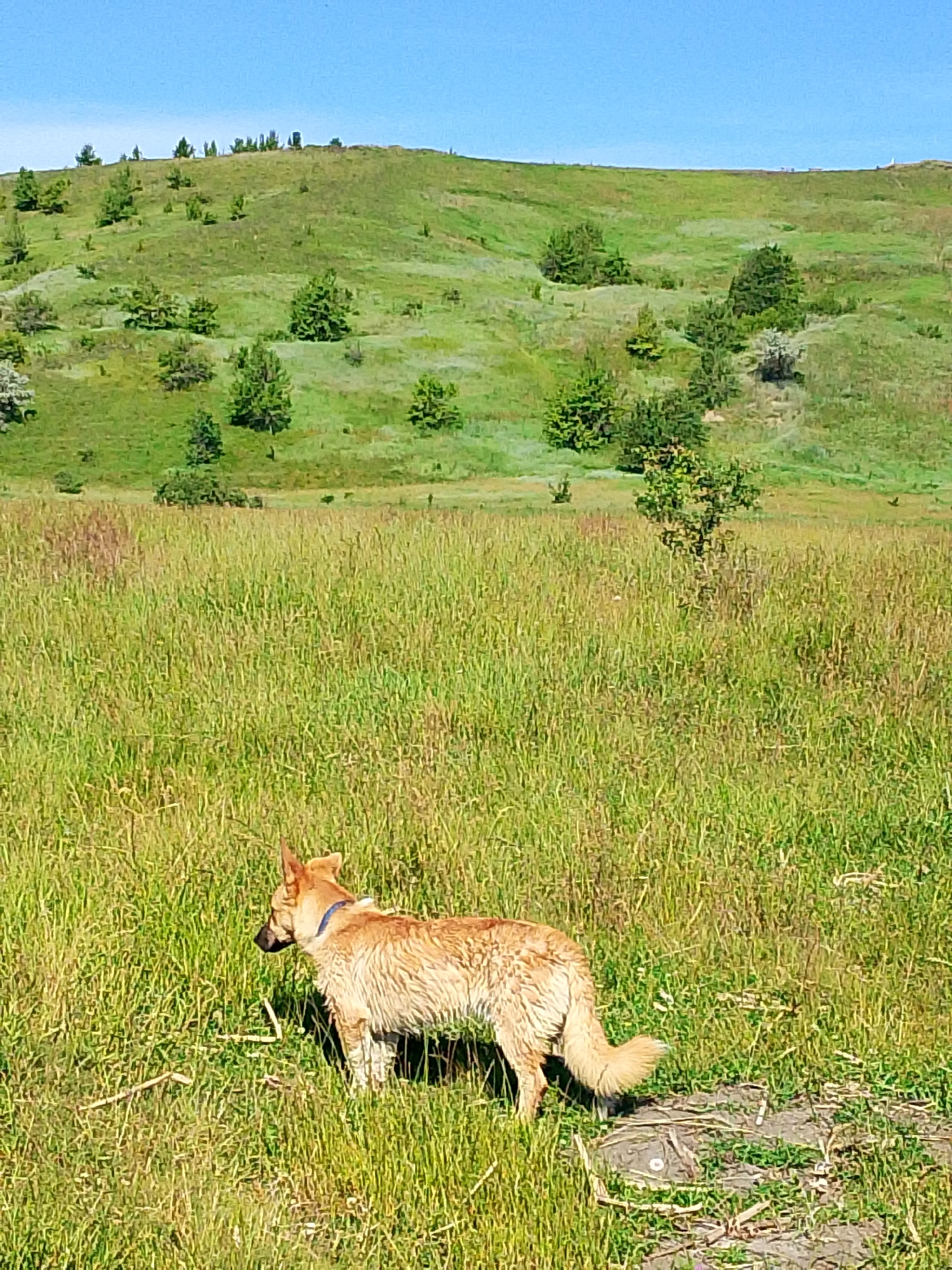 Sheep grazing with shepherd and dog in hillside pasture