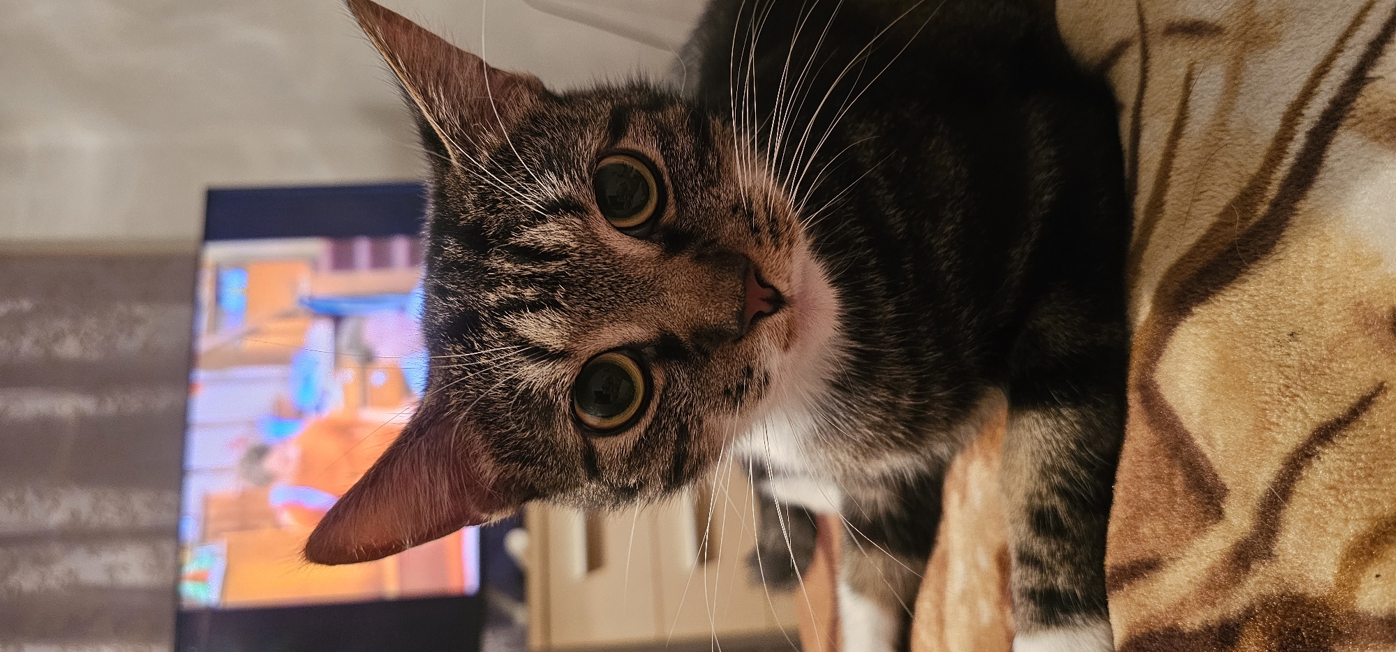 Tabby cat resting on a patterned blanket, eye contact with camera