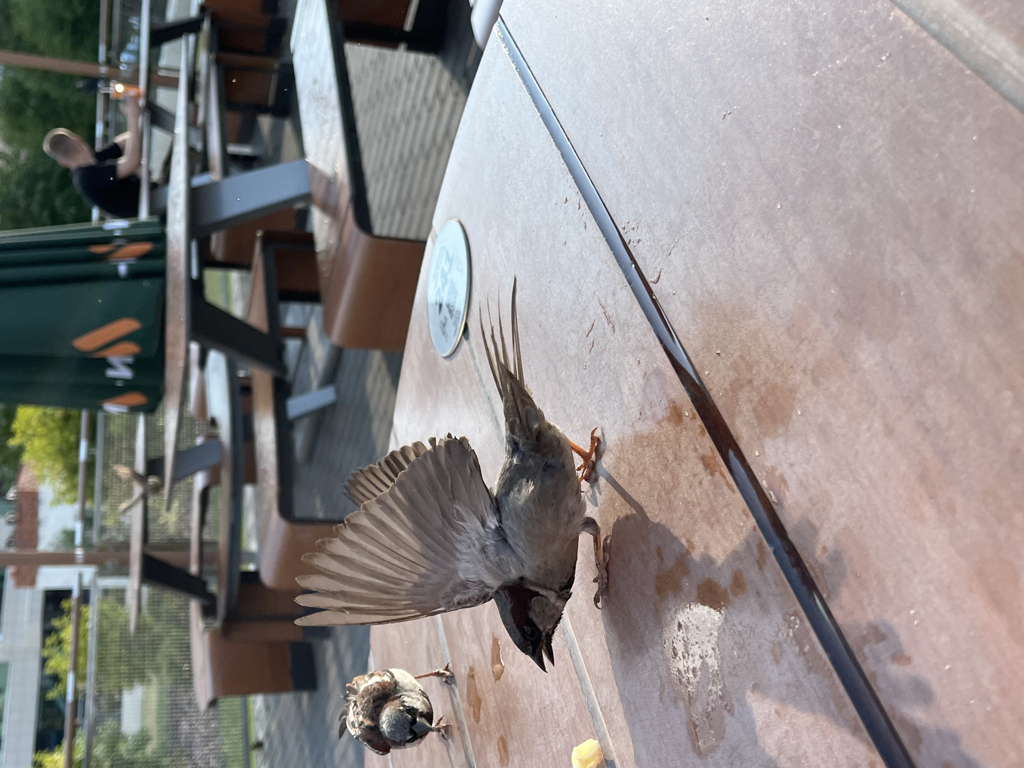 Sparrows and jackdaws work the cafe tables in Nizhny Novgorod