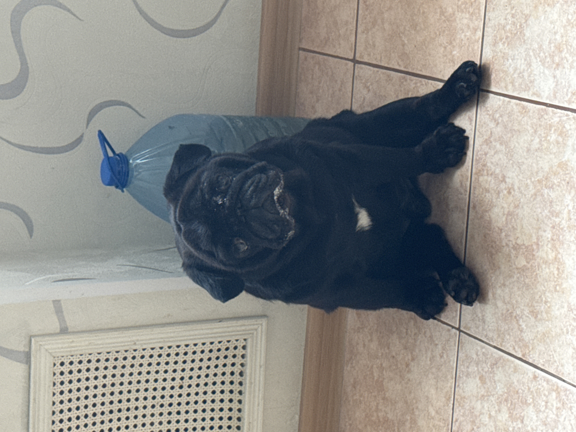 Cozy afternoon in Perm with a black pug and fresh flowers