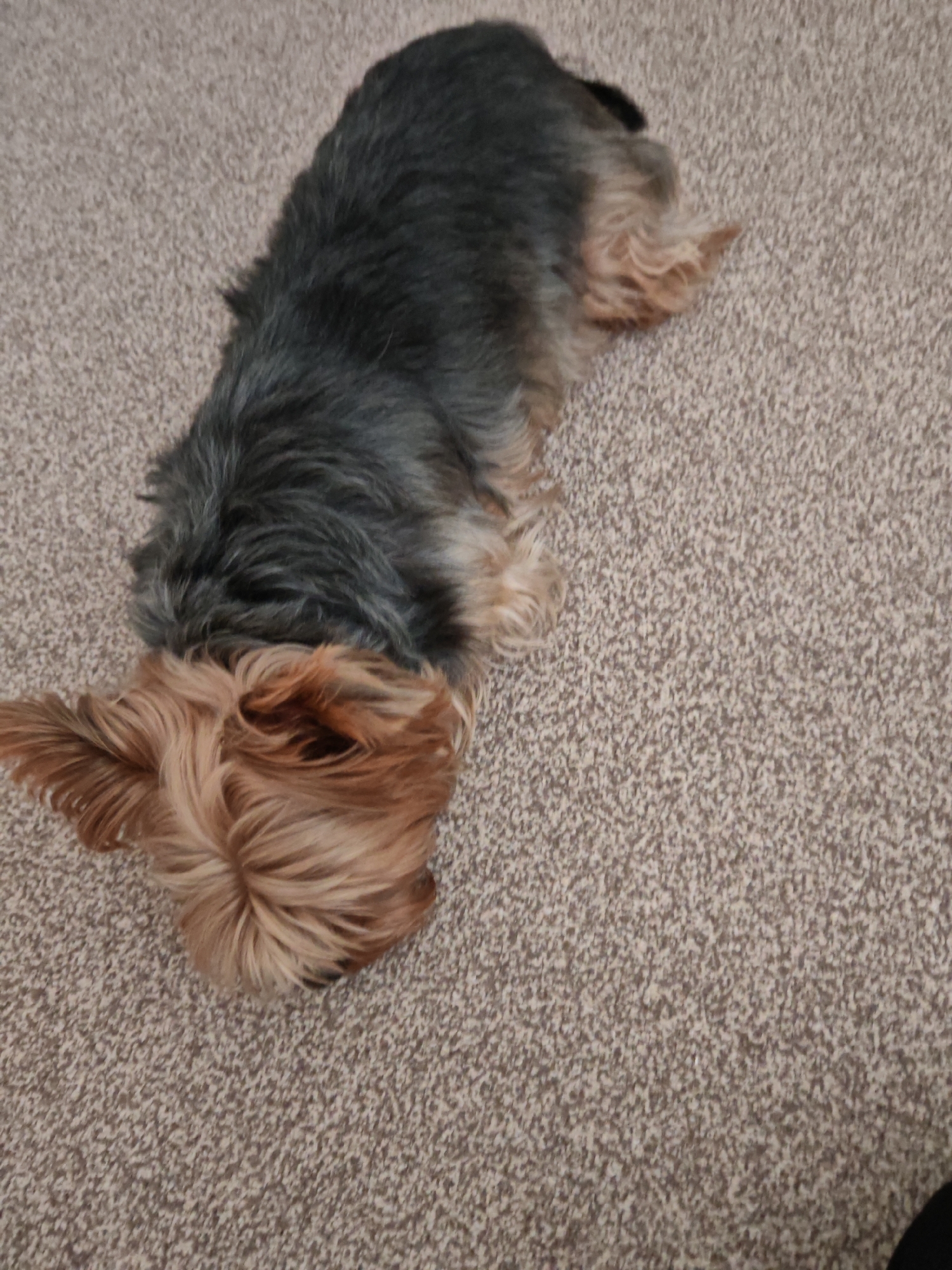 Yorkshire Terrier and jewelry flat lays from a Rosinka home