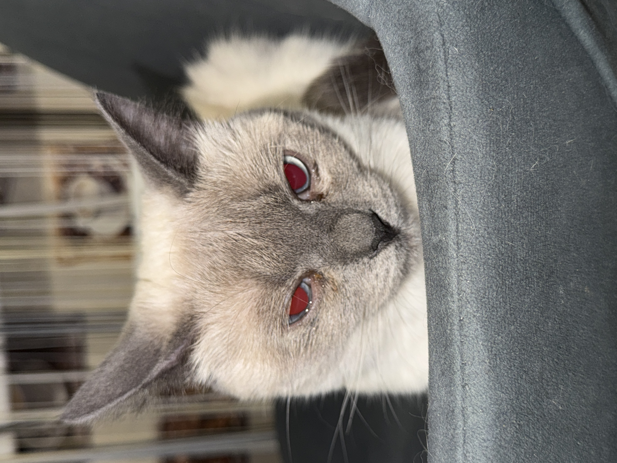 Siamese cat at home, caught in various states of rest
