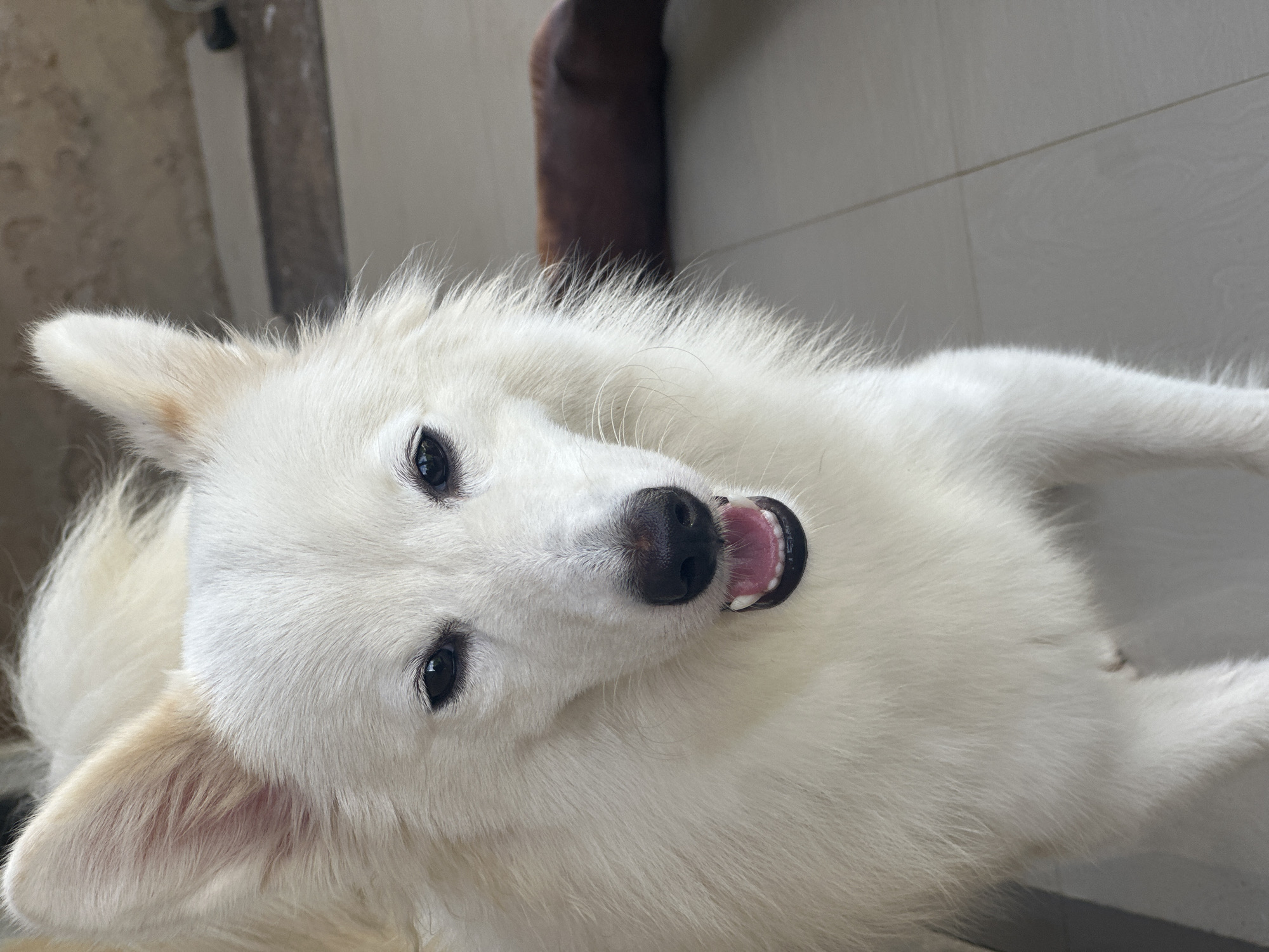 White dog rests on tiled floor in Ikot Ekpene