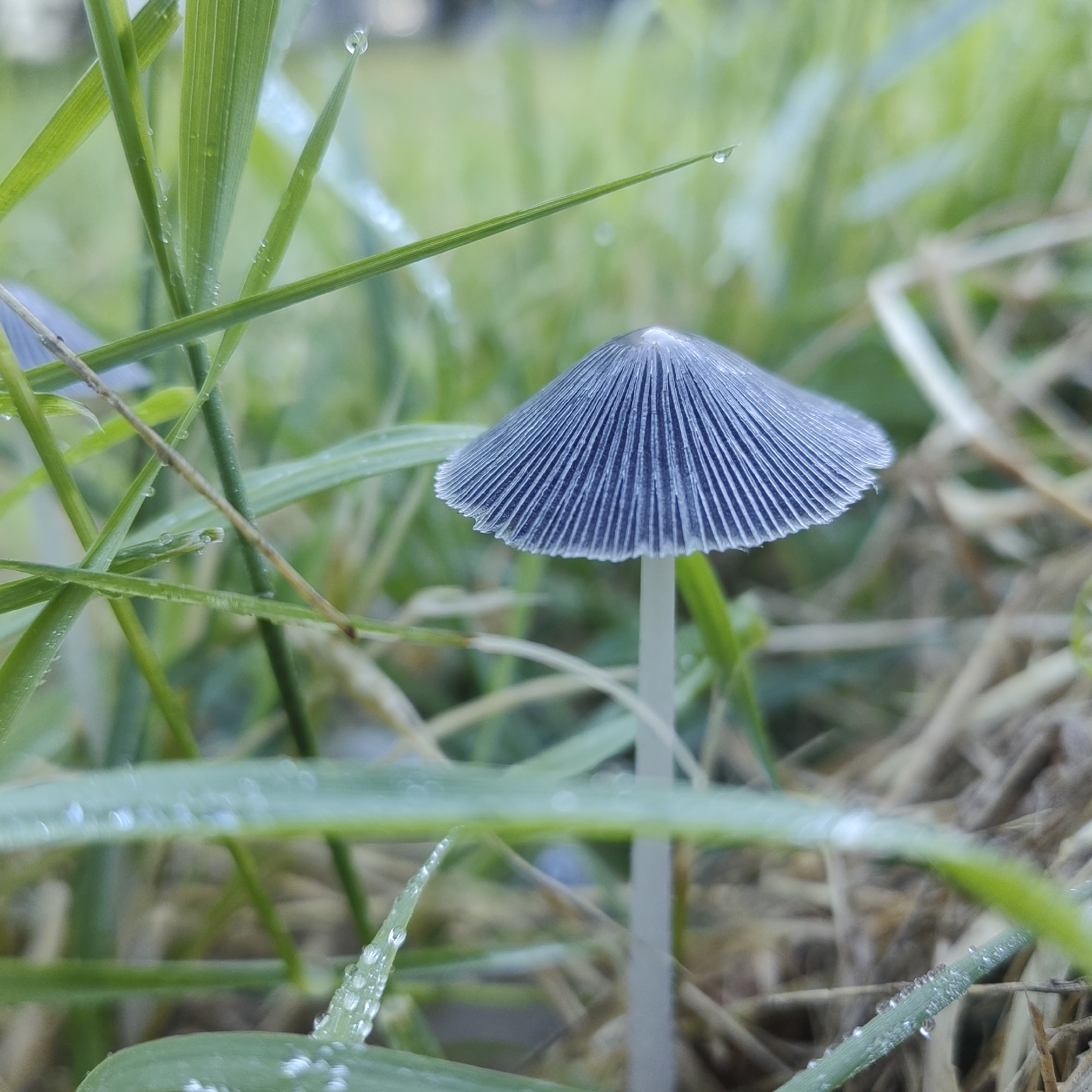 Tiny gray mushroom emerges from dewy grass in Dobrich