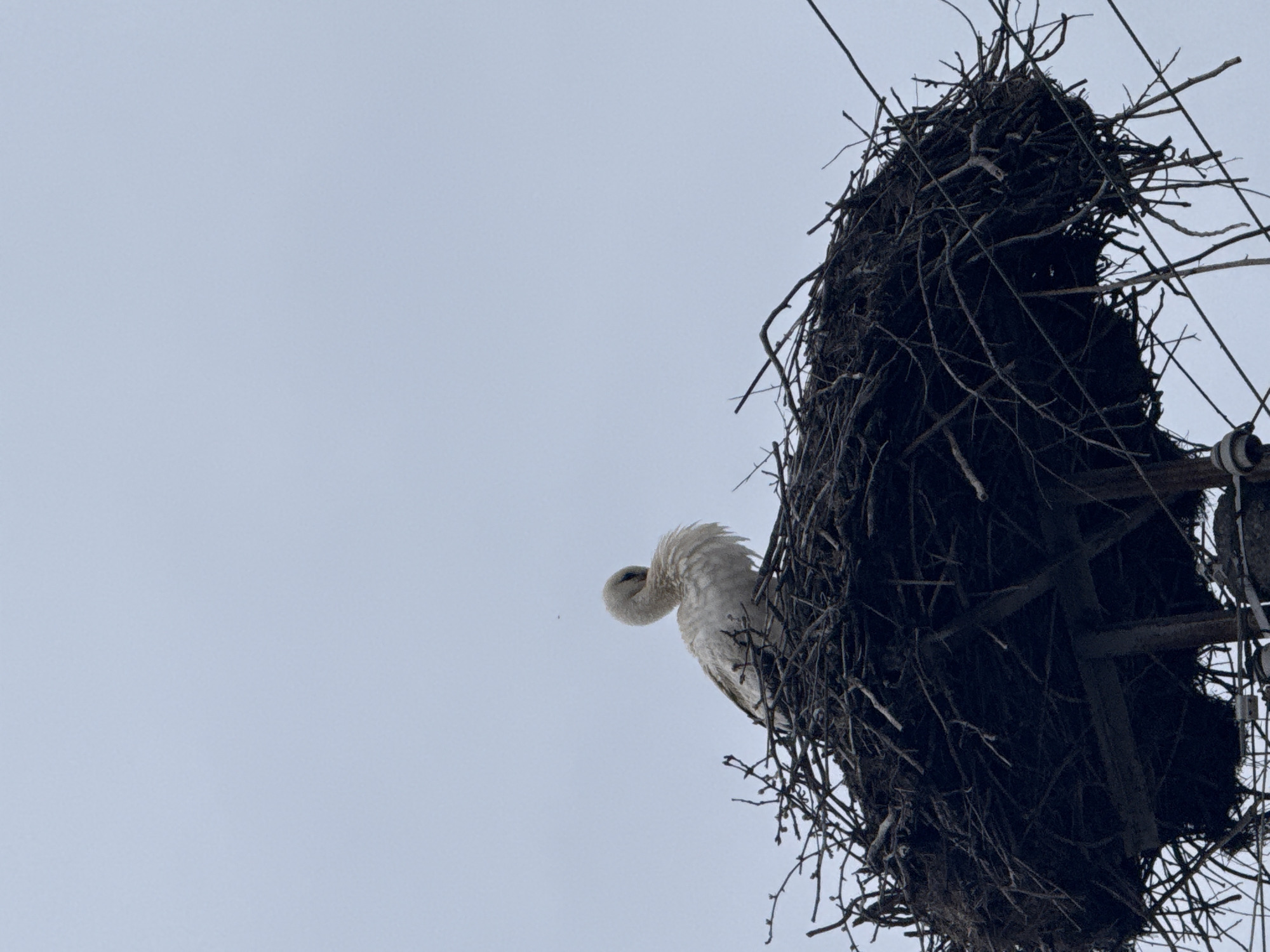 White stork observed nesting on utility pole in Bulgaria