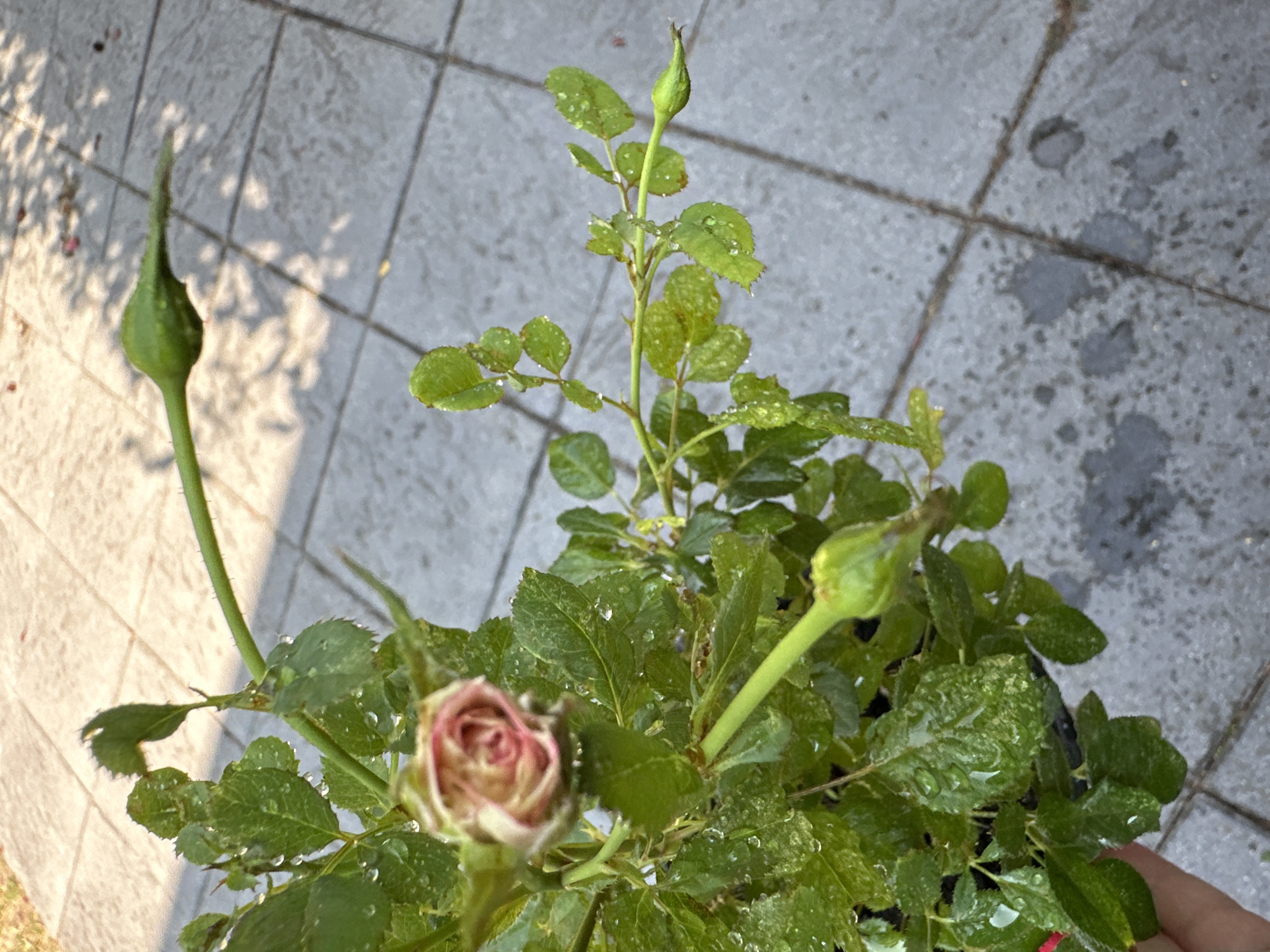Morning garden tour through Krefeld's potted plants and greenery
