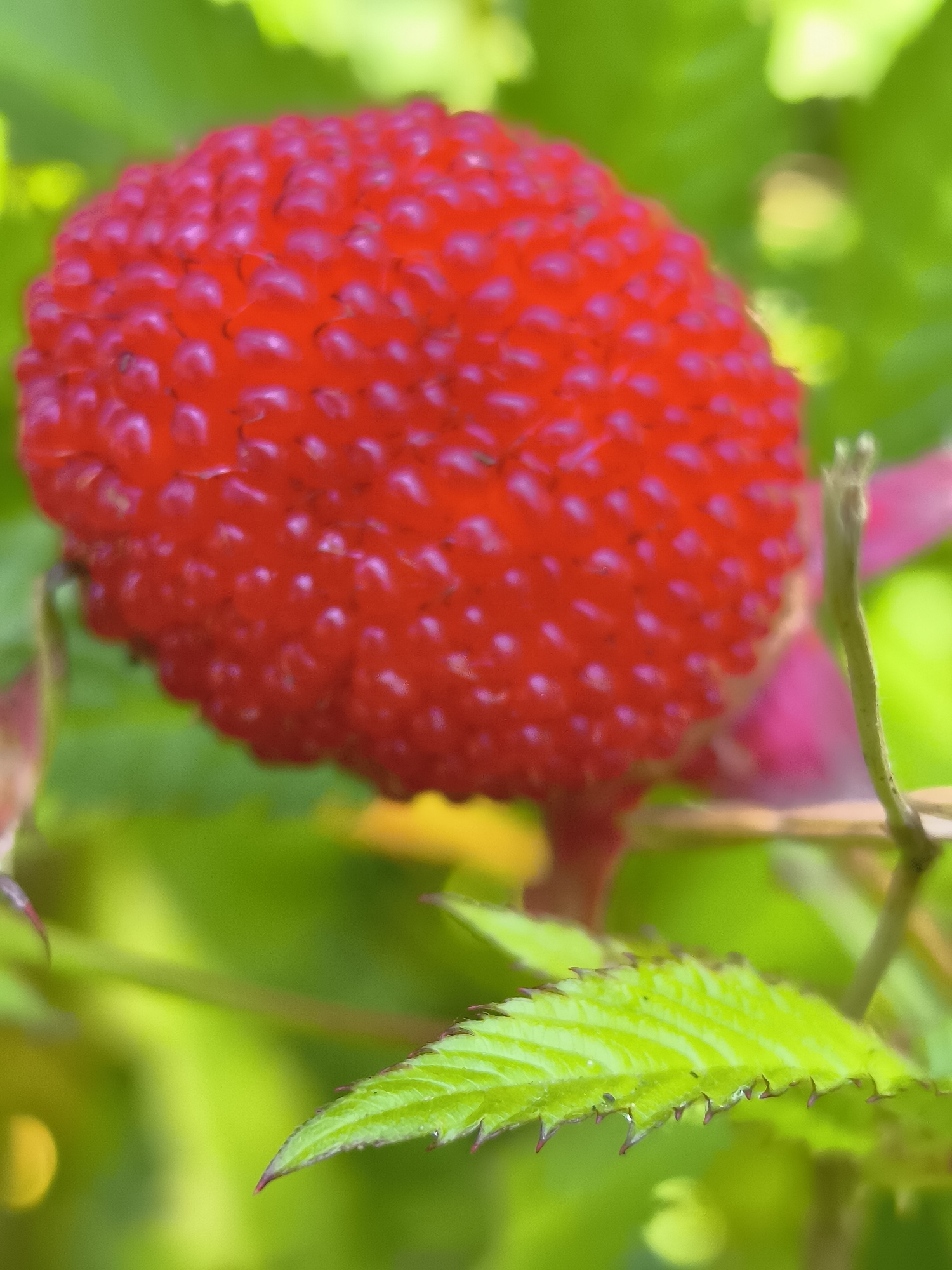 Macro shots of garden flowers and wild berries in rural Lithuania