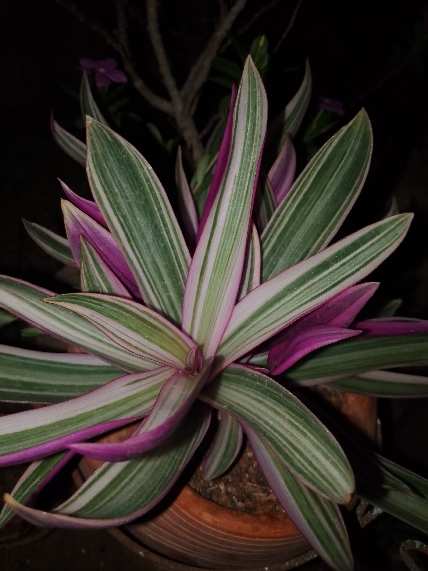 Garden documentation session captures plants and Venezuelan rum bottle