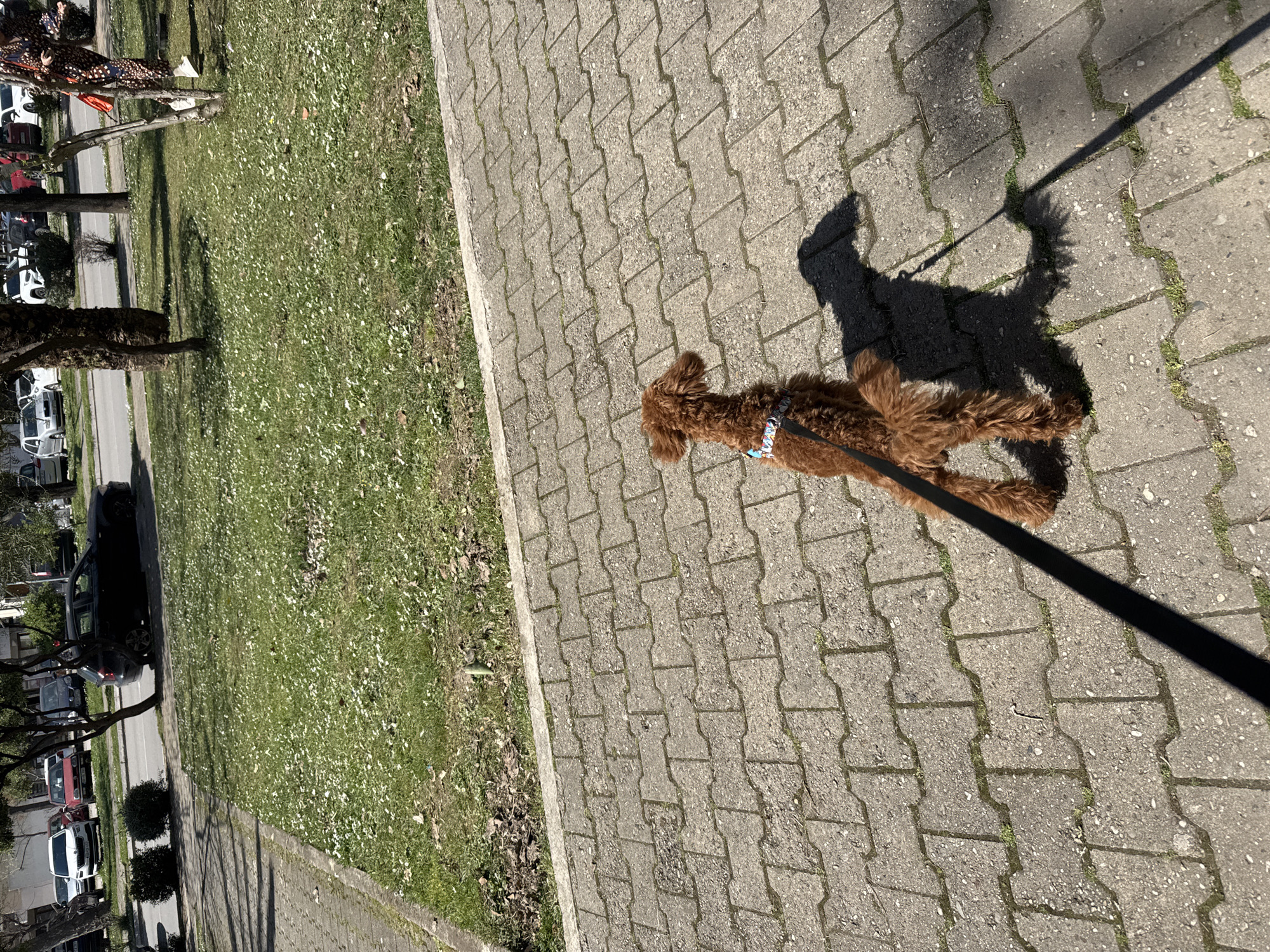 Dog walker enjoys sunny day in Bar residential neighborhood