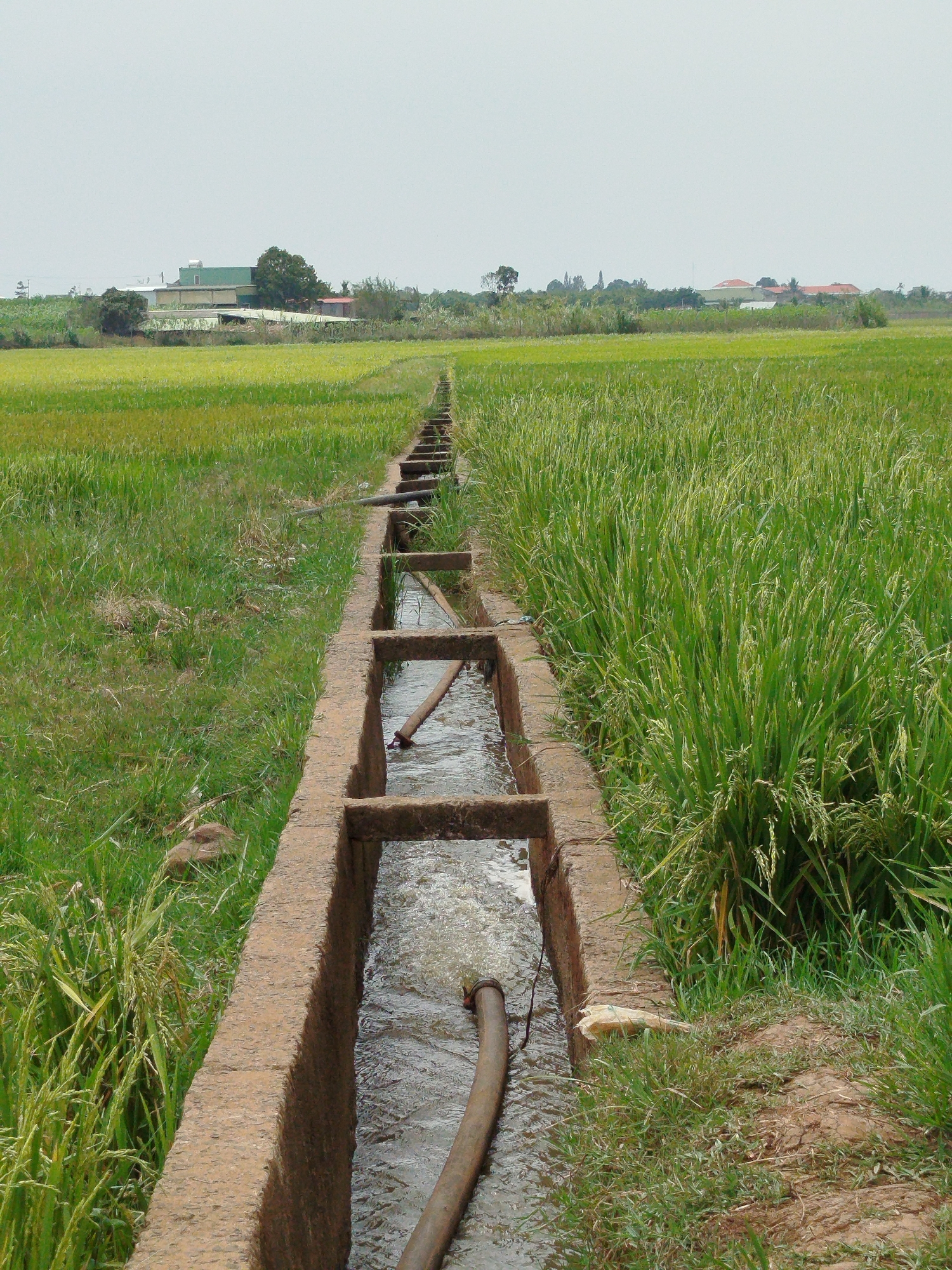 Morning farm work documented in Vietnamese rice fields