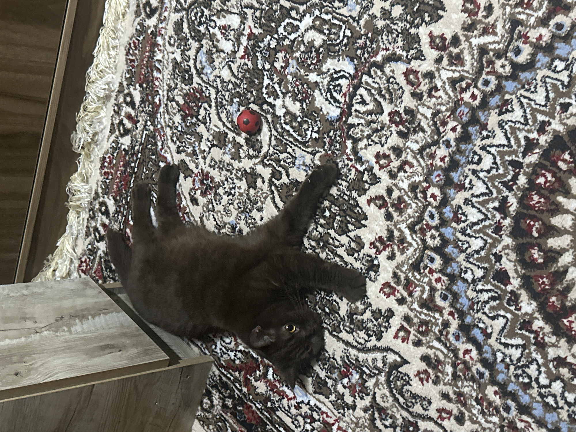Cat plays with a red ball on a patterned rug in Baku