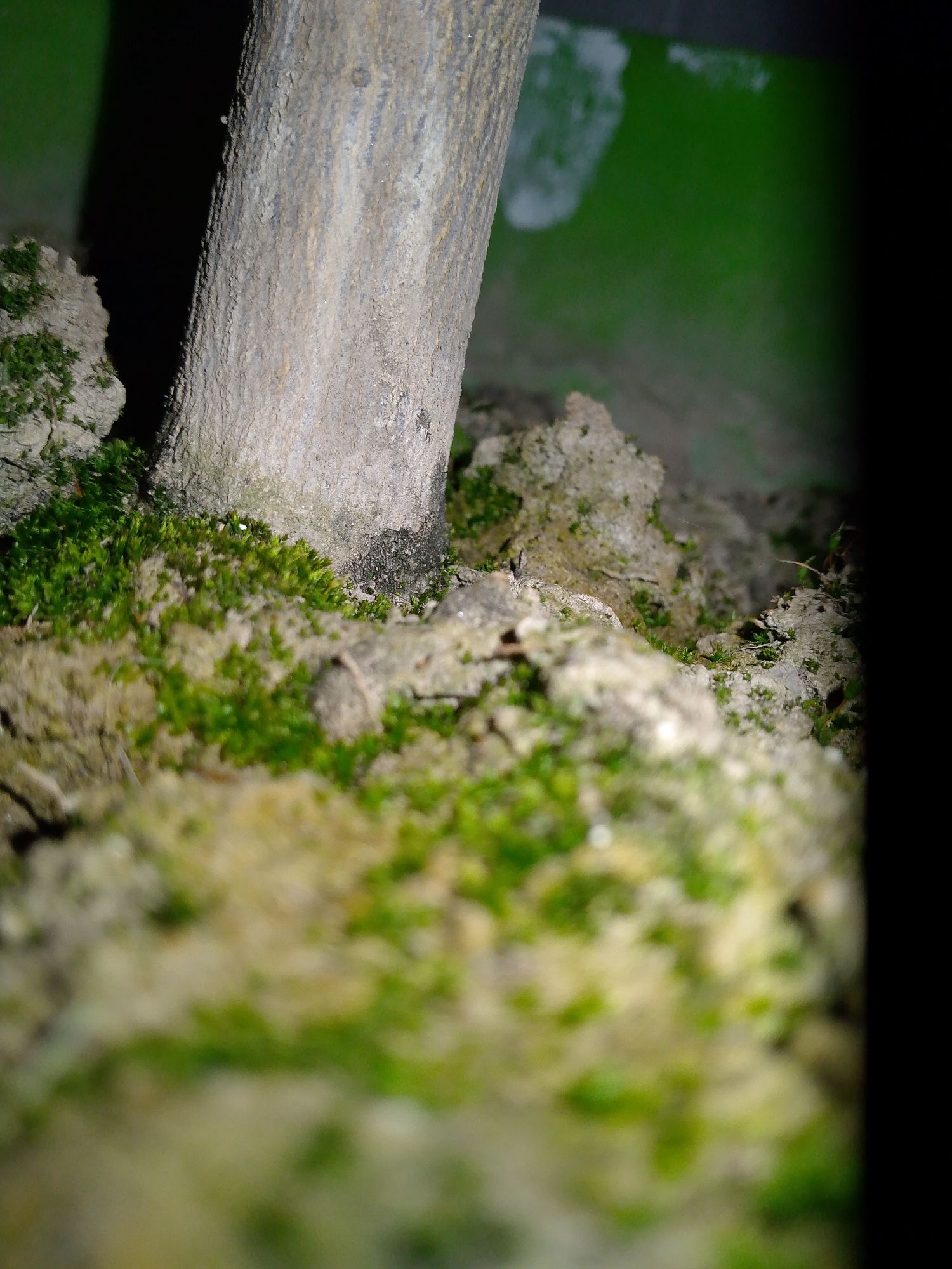 Close-up botanical photography captures natural elements in low light