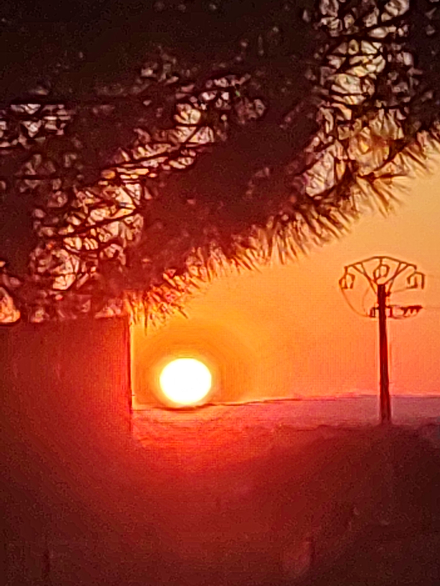 Sunset through tree silhouettes in rural Sobradillo, Spain