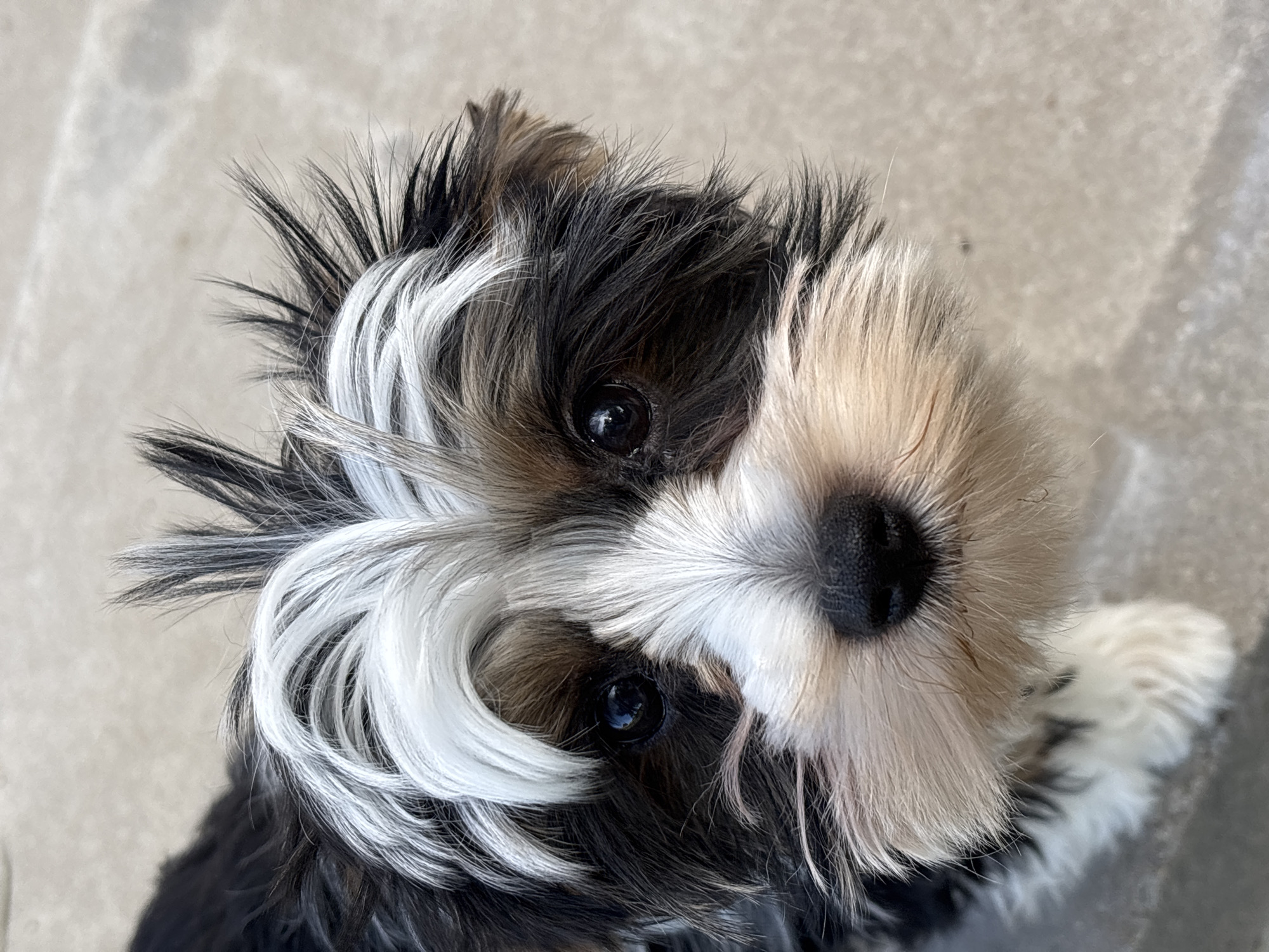 Biewer Terrier close-up in rural Belarus