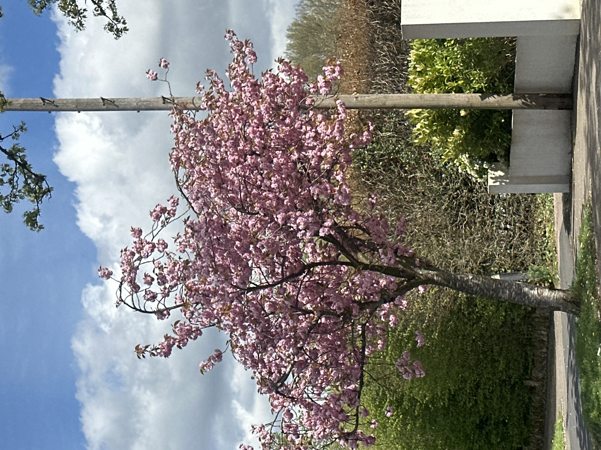 Cherry tree blooms in Tunbridge Wells amid spring weather