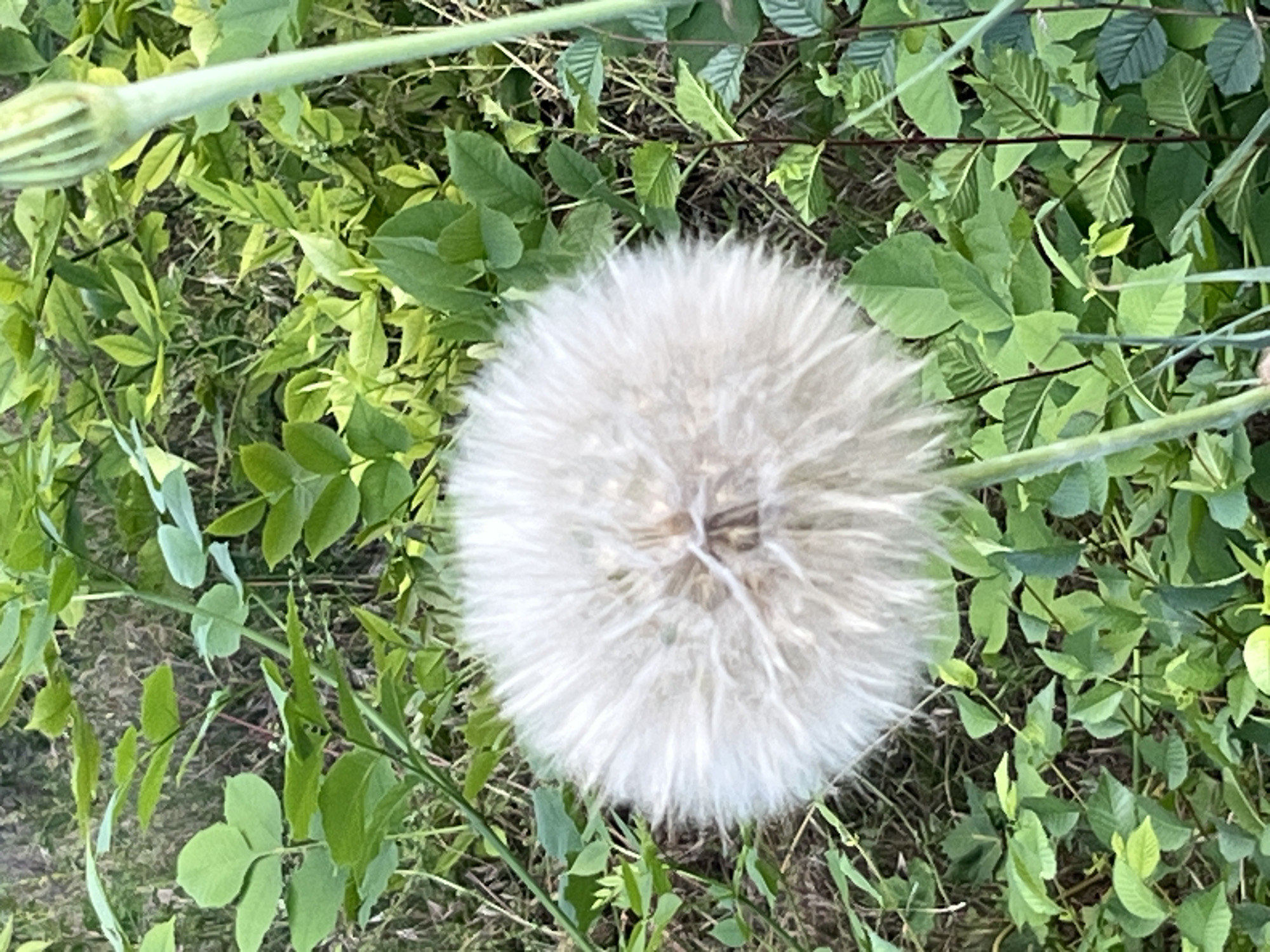 Wildflower meadow stroll at the edge of Kryvyi Rih
