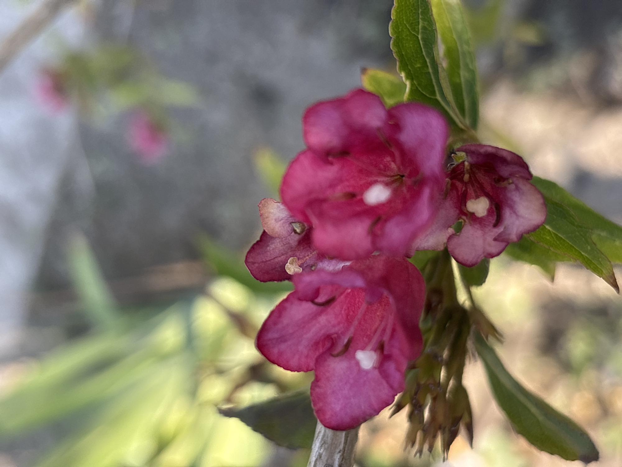 Close-up garden florals in Taraz, Kazakhstan