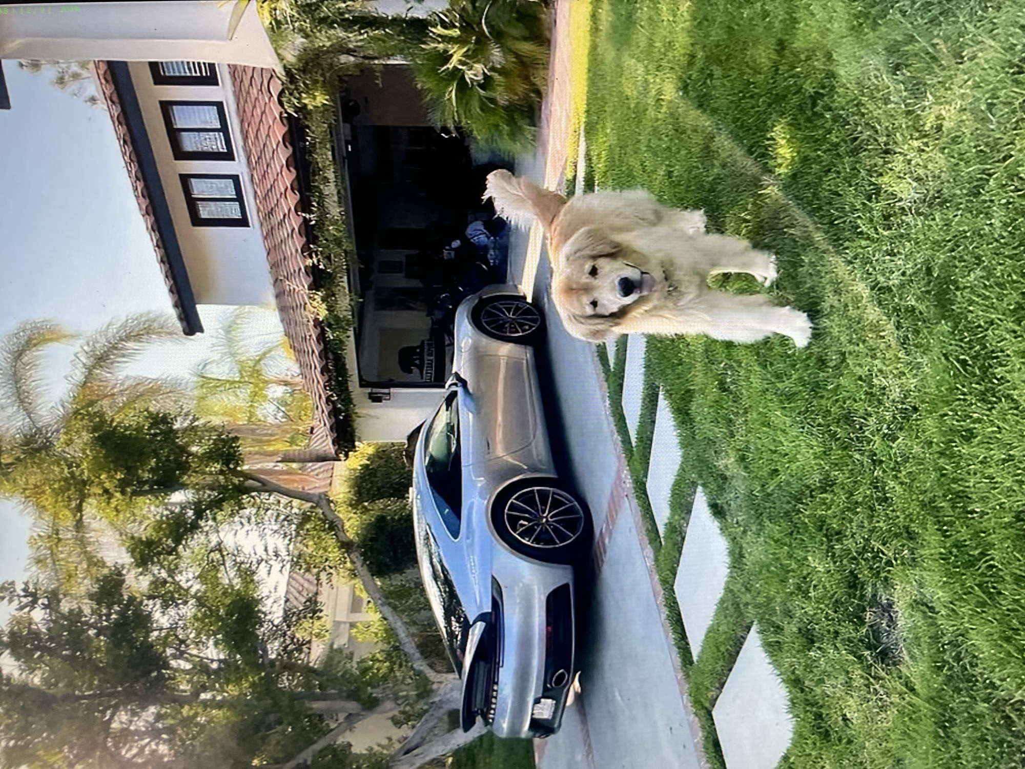 Puppy on a suburban lawn, Porsche GT3 RS on a city street