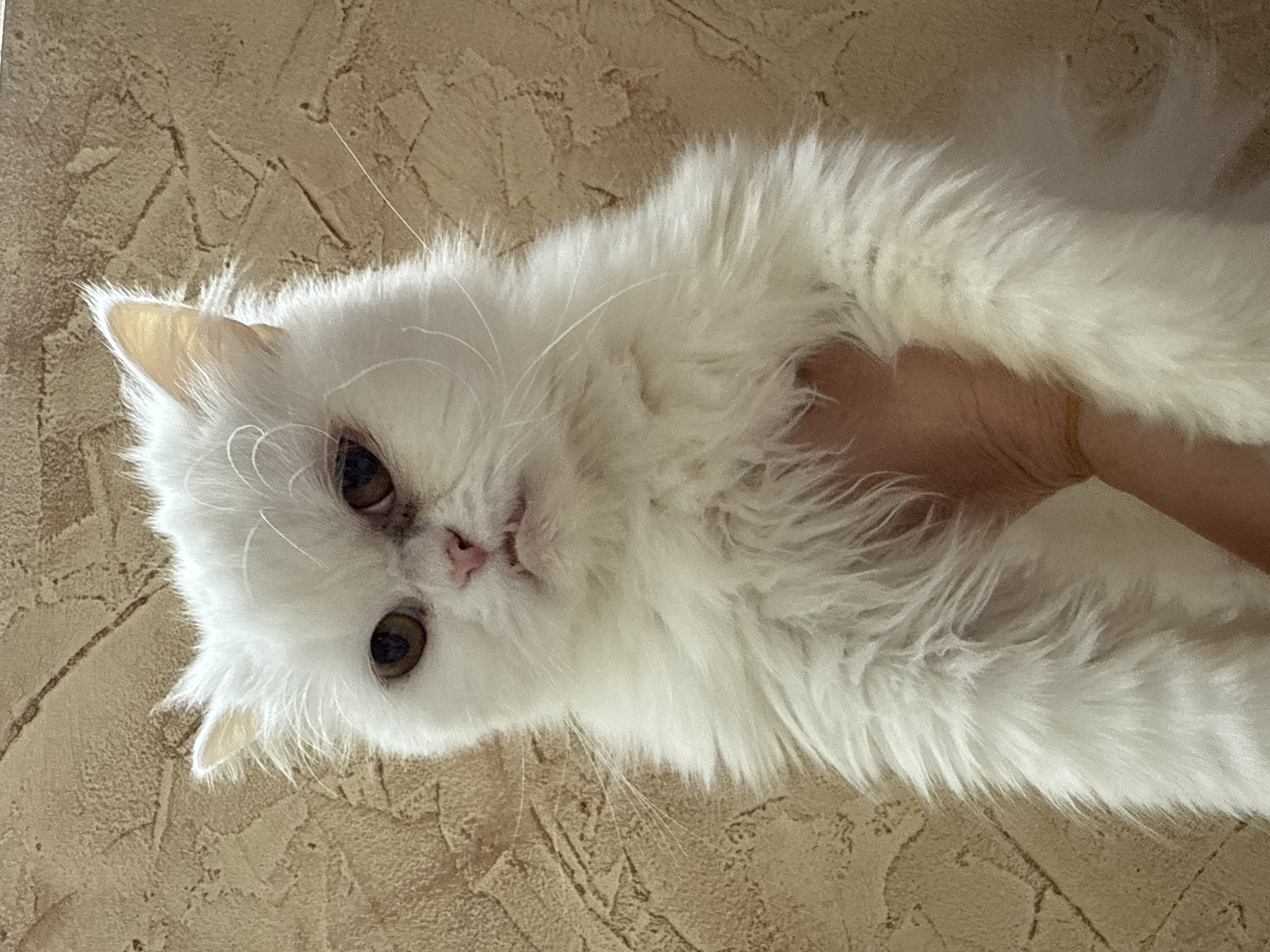 Quiet afternoon moments captured in Burgas: cat photo, cityscape video