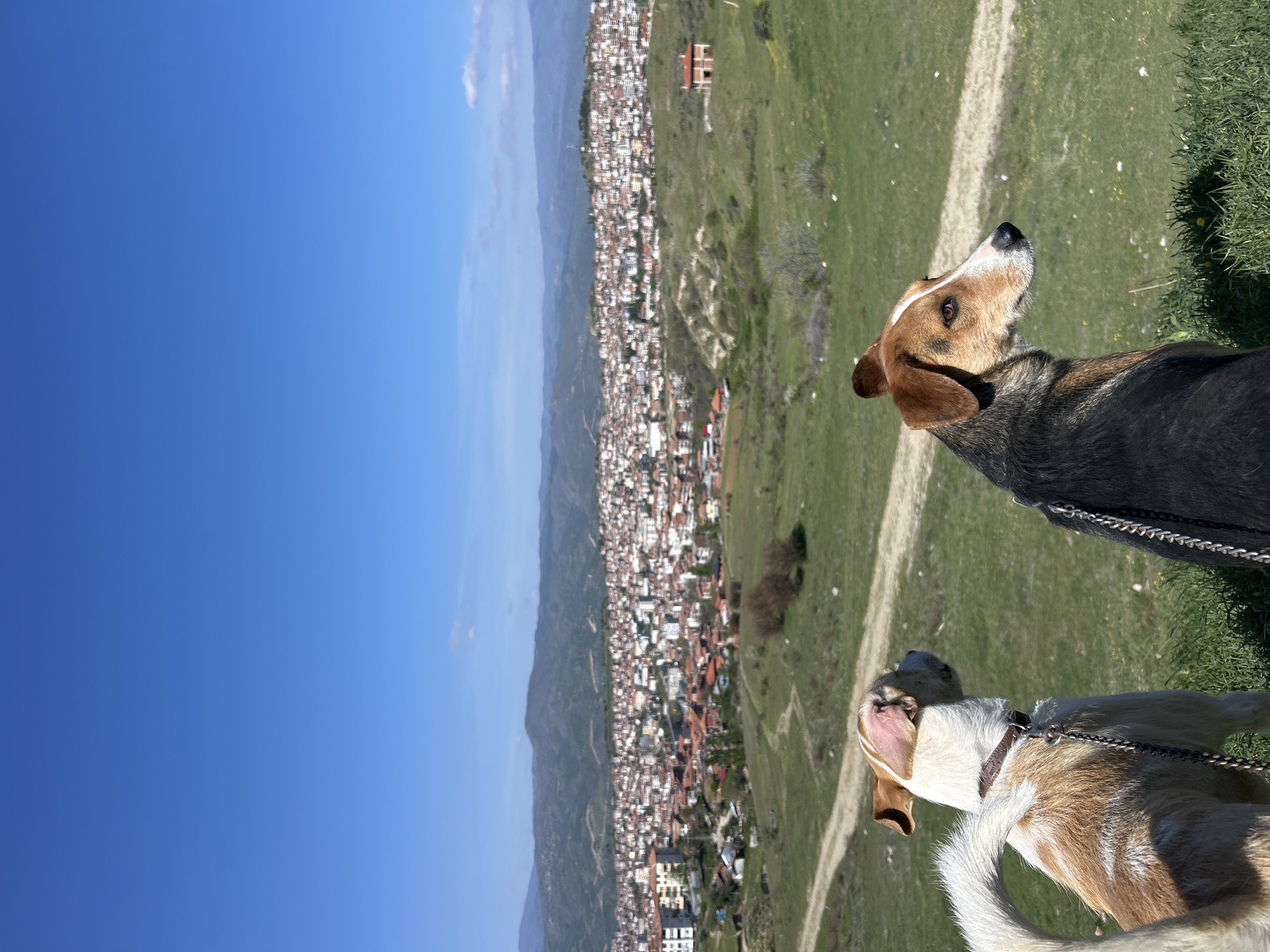 Dogs and springtime scenery observed in mountainous valley town