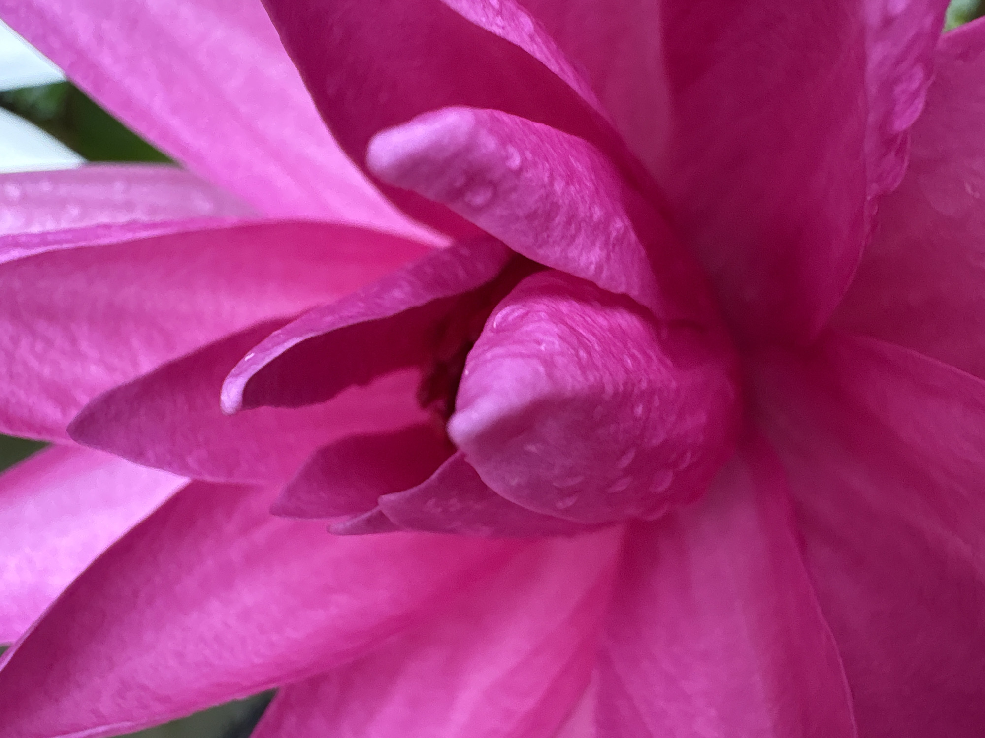 Pond life, garden details, and a red tuk-tuk in Karon